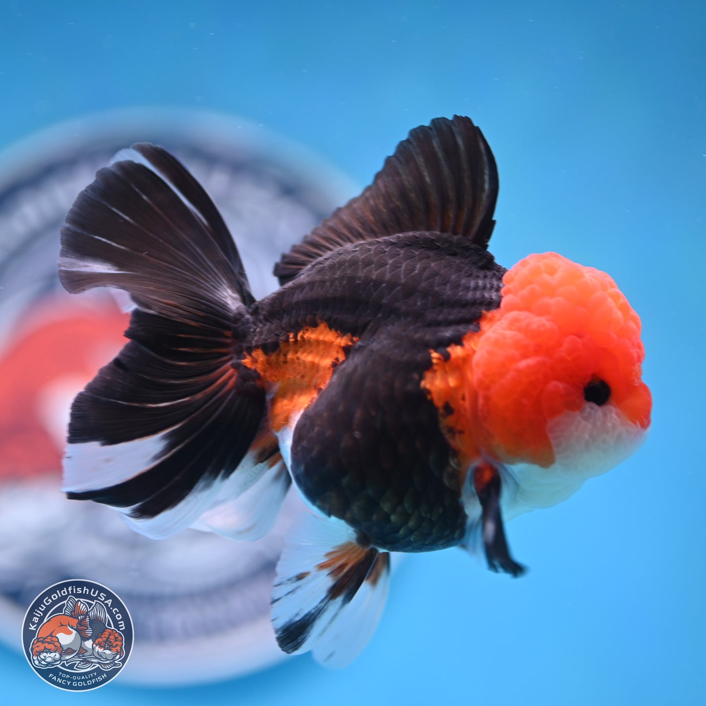 Tricolor Rose Tail Oranda 4 inches (241025_OR16) - Kaiju Goldfish USA