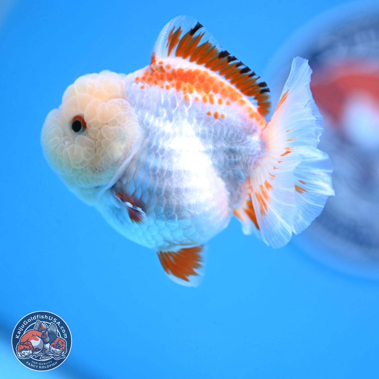 Red White YuanBao Oranda 3.25 inches Body - Female (250103_OR16) - Kaiju Goldfish USA