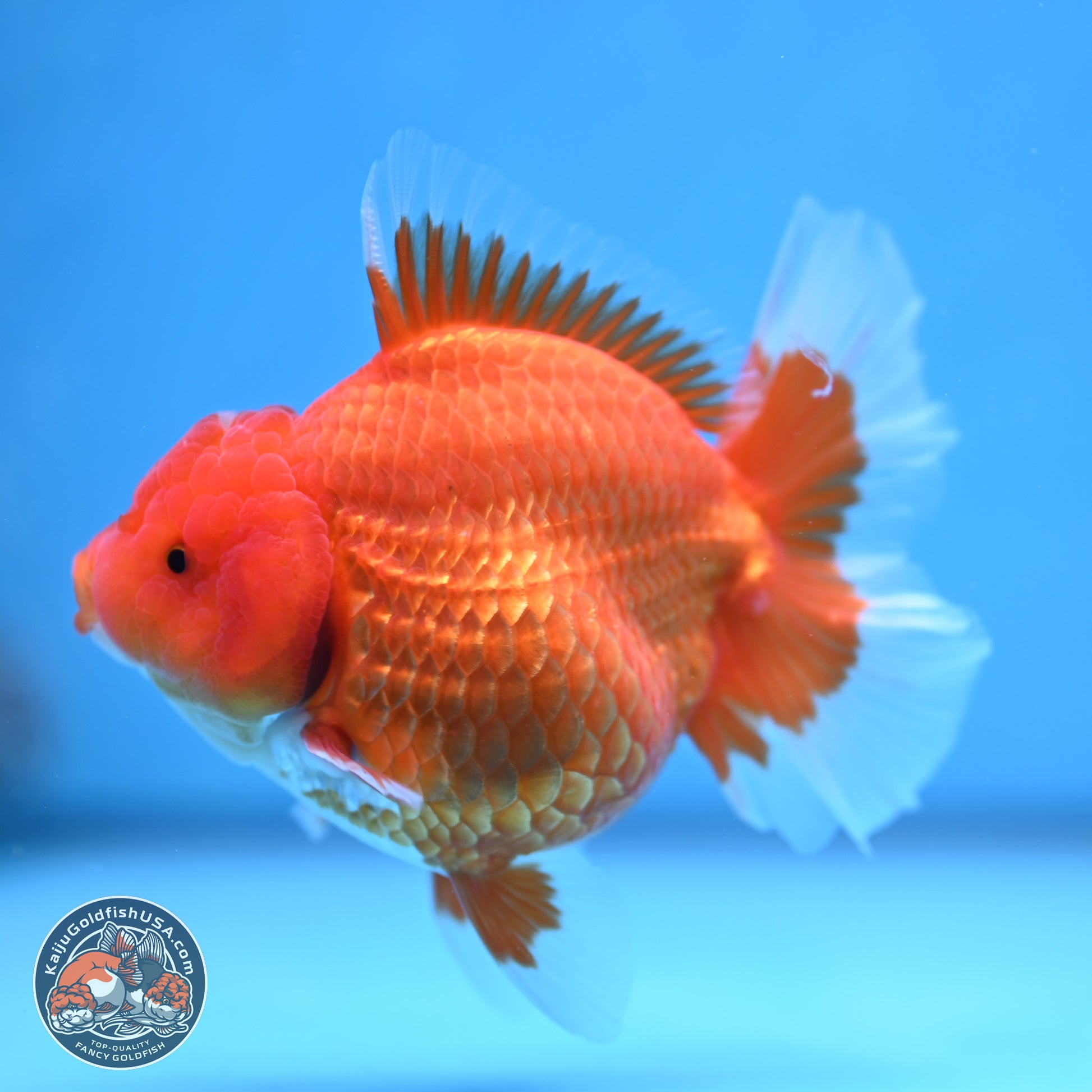 Classic Red Rose Tail Oranda 4.5 inches - Female (241115_OR16) - Kaiju Goldfish USA