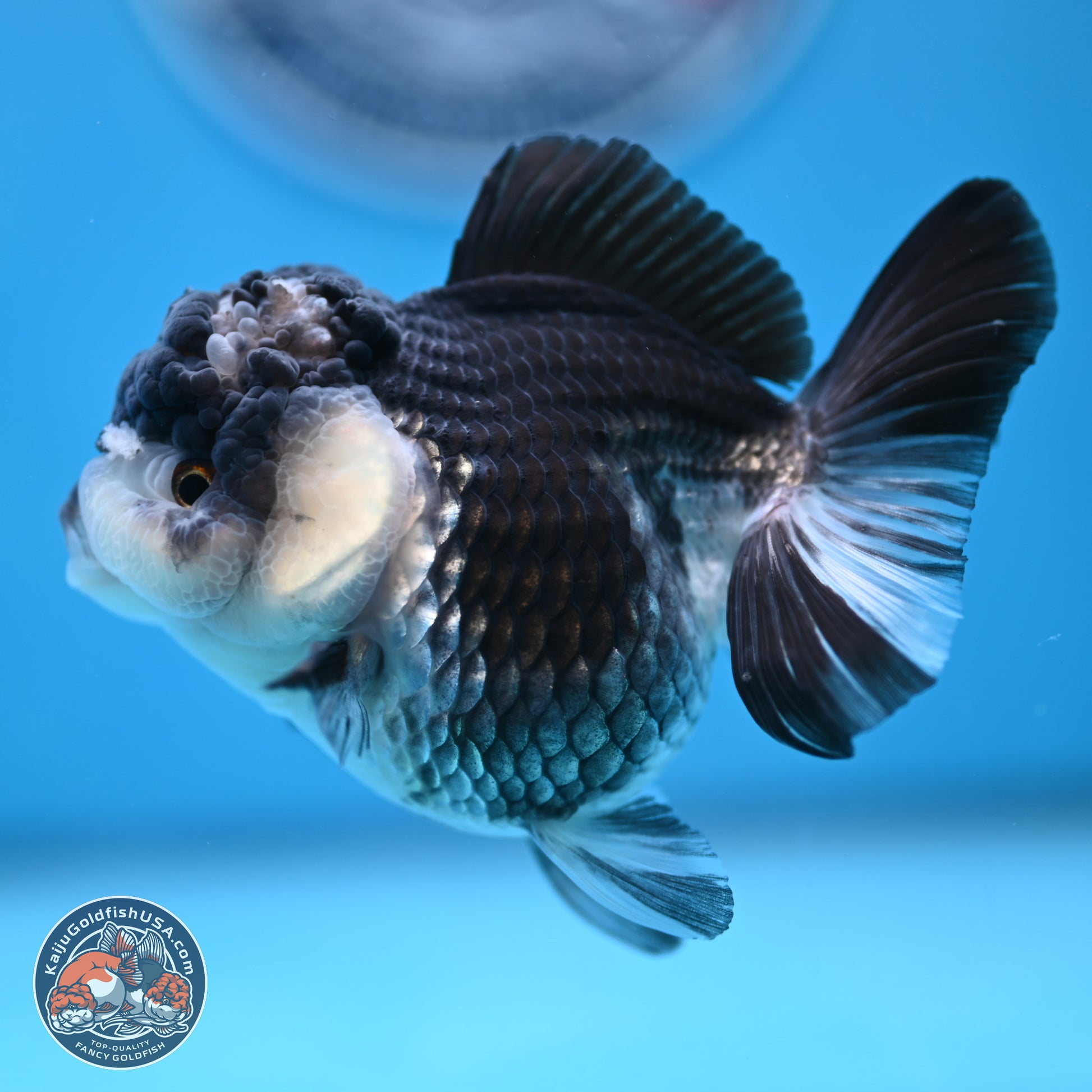 Panda YuanBao Oranda 4.5 inches - Female (241122_OR16) - Kaiju Goldfish USA