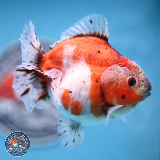 Shogun Tricolor Sakura Oranda 4 inches Body - Female(250131_OR16)