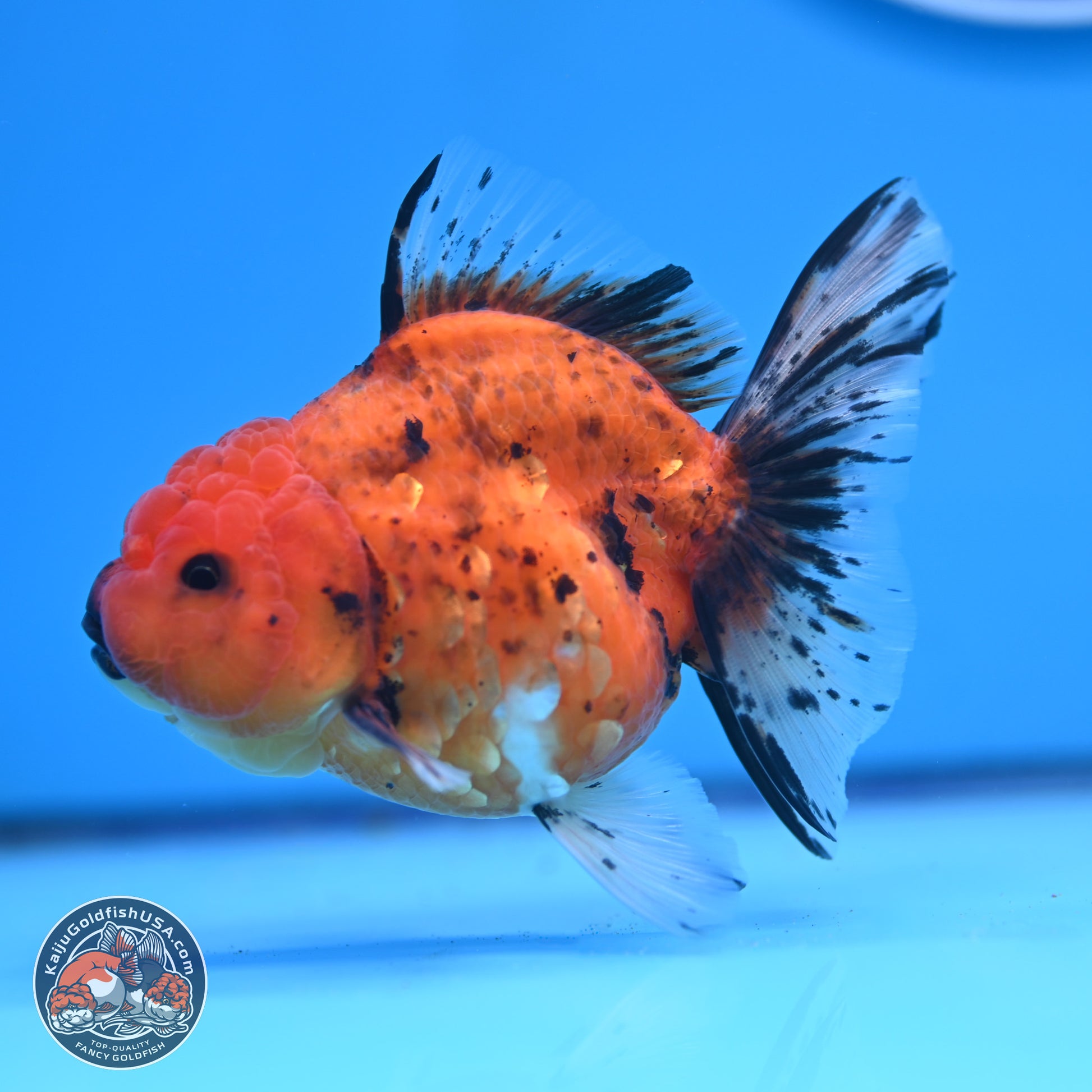 Shogun Tiger Oranda 3.5in Body (240802_OR16) - Kaiju Goldfish USA