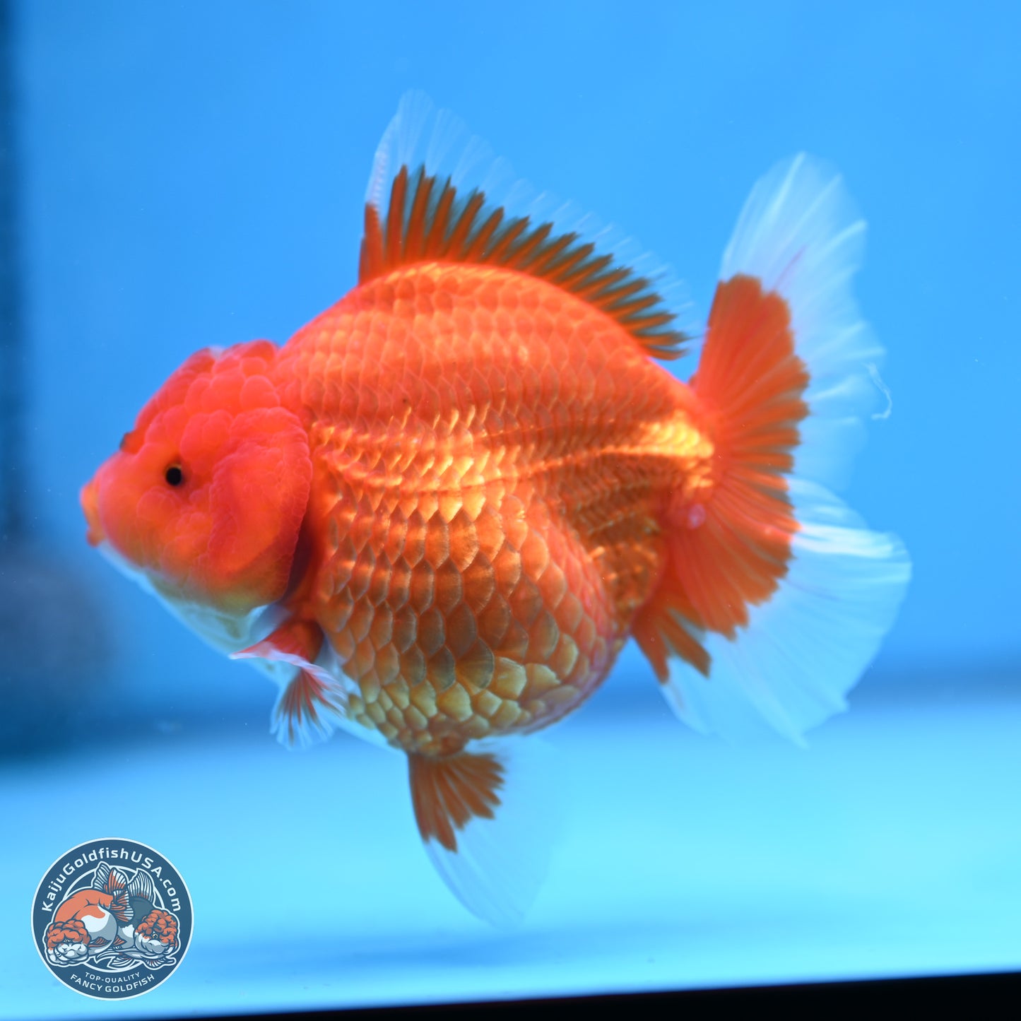 Classic Red Rose Tail Oranda 4.5 inches - Female (241115_OR16) - Kaiju Goldfish USA