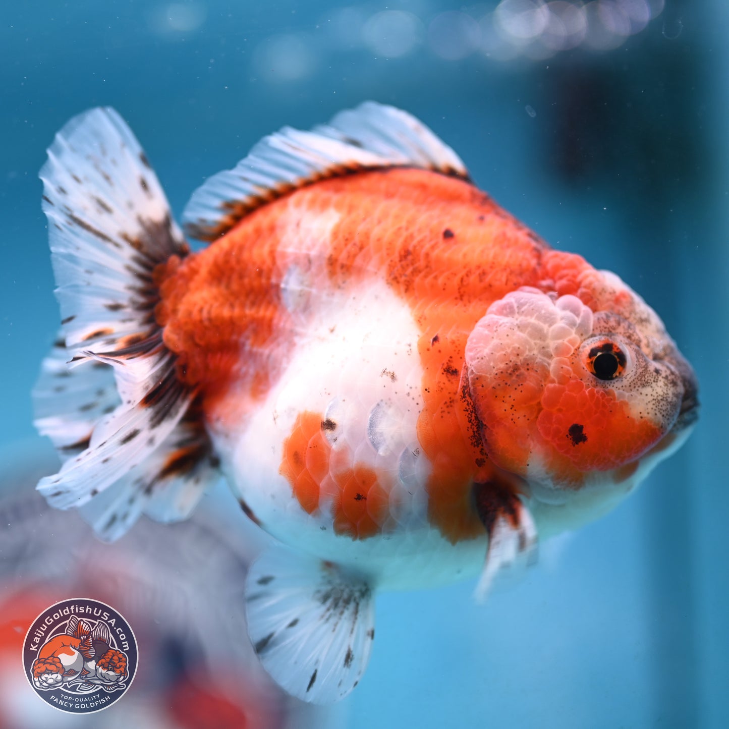 Shogun Tricolor Sakura Oranda 4 inches Body - Female(250131_OR16)