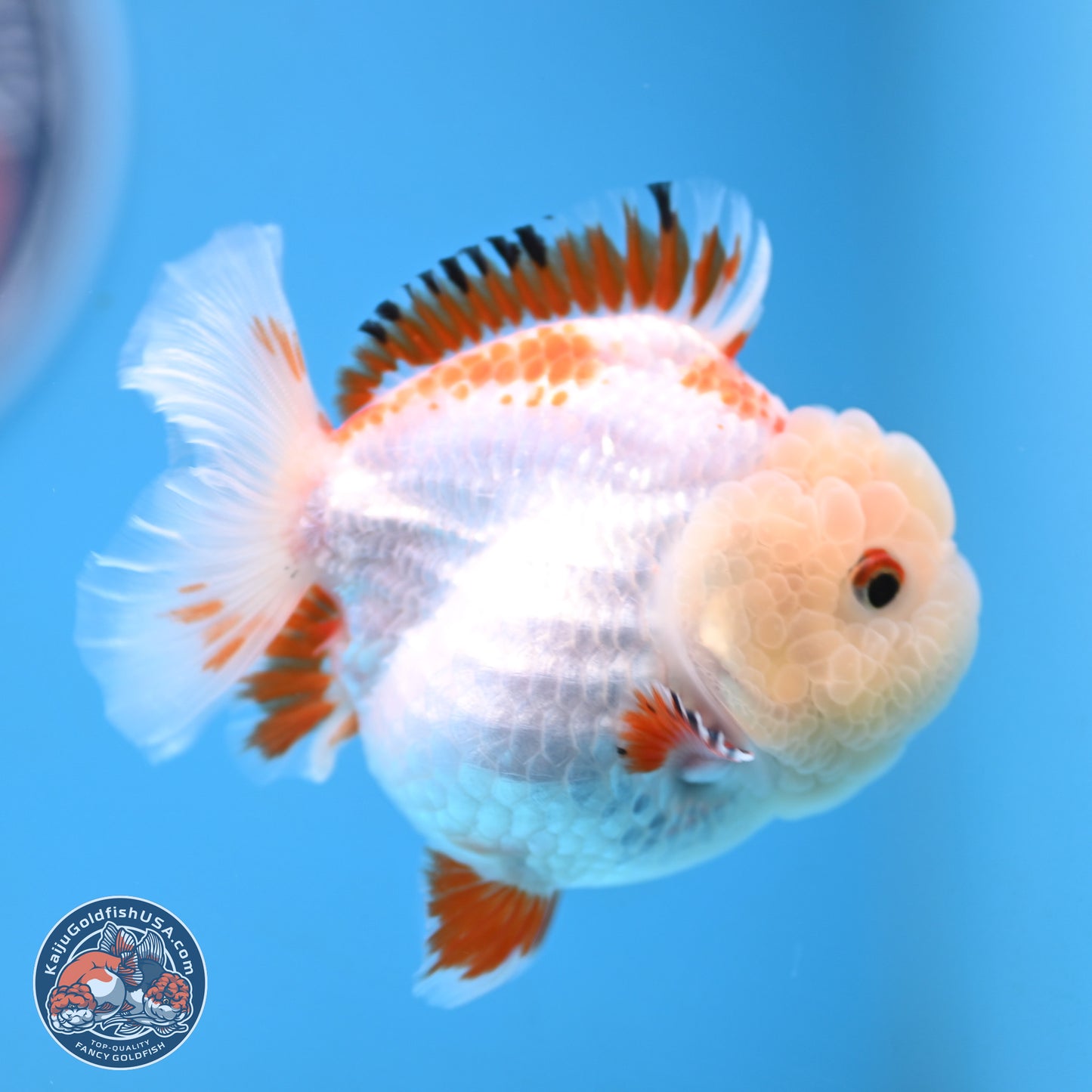 Red White YuanBao Oranda 3.25 inches Body - Female (250103_OR16) - Kaiju Goldfish USA