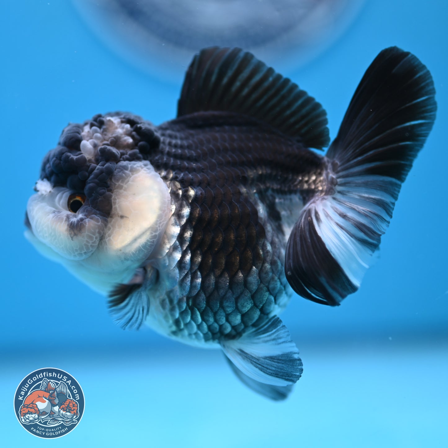 Panda YuanBao Oranda 4.5 inches - Female (241122_OR16) - Kaiju Goldfish USA