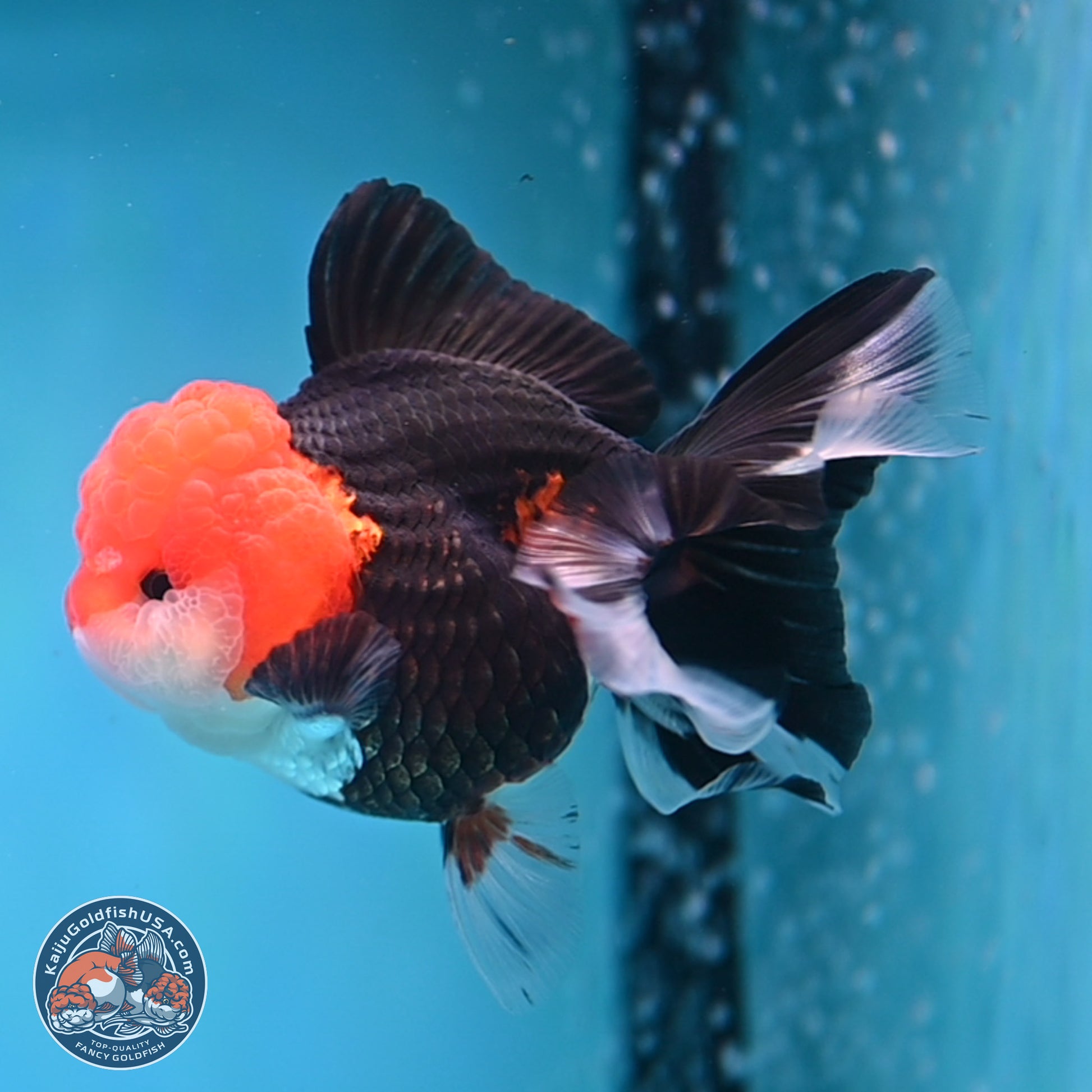 Tricolor Rose Tail Oranda 4 inches (241025_OR16) - Kaiju Goldfish USA