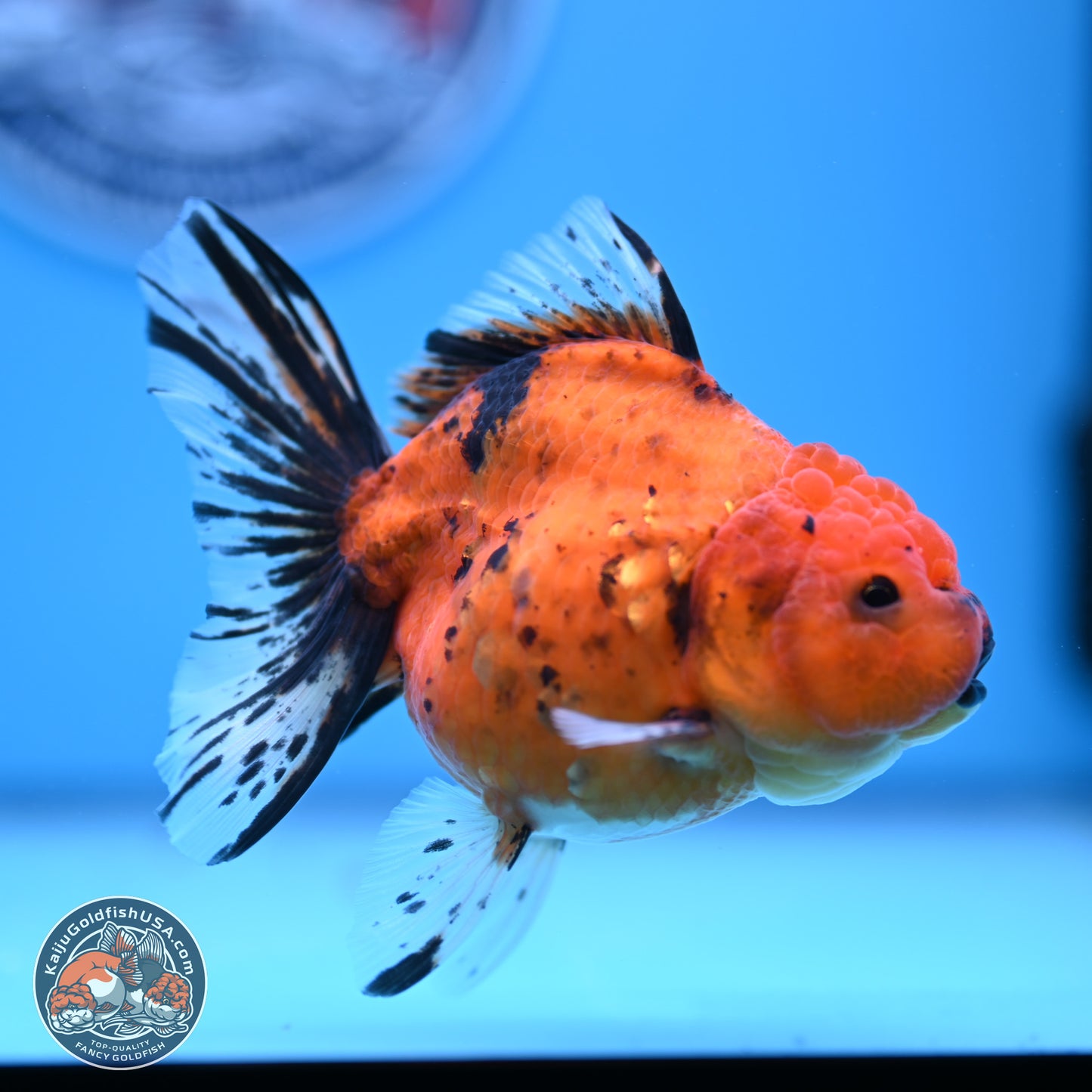 Shogun Tiger Oranda 3.5in Body (240802_OR16) - Kaiju Goldfish USA