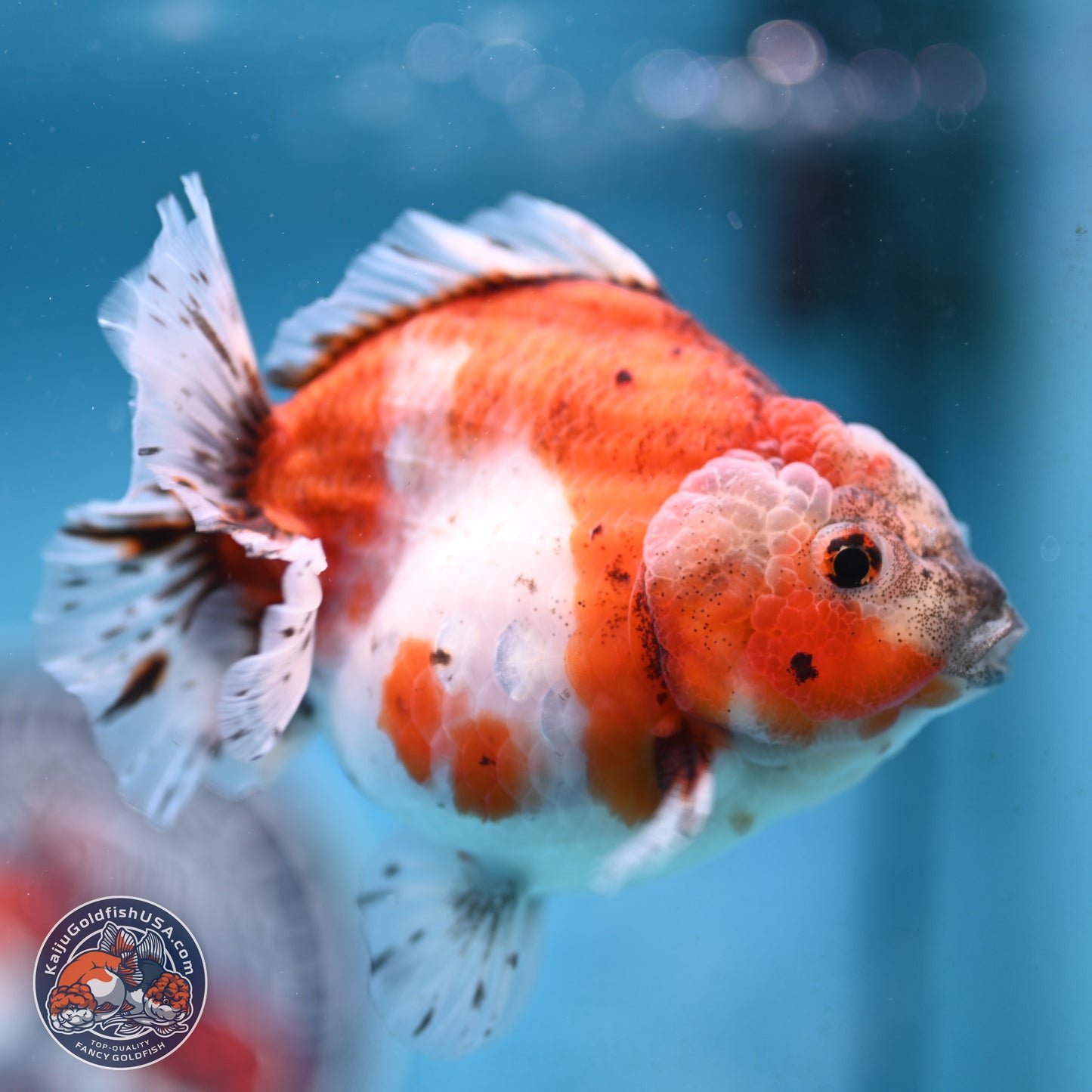 Shogun Tricolor Sakura Oranda 4 inches Body - Female(250131_OR16)