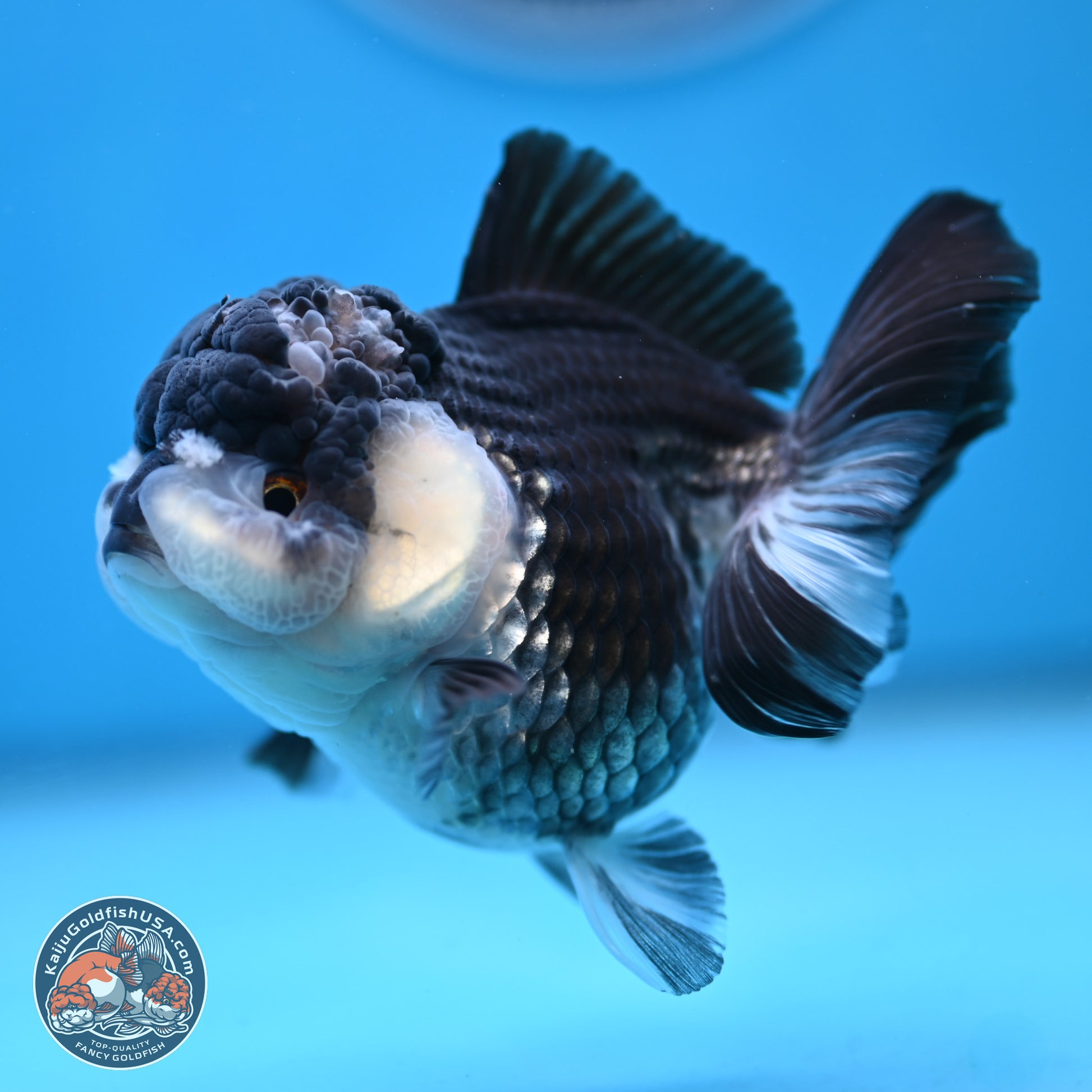 Panda YuanBao Oranda 4.5 inches - Female (241122_OR16) - Kaiju Goldfish USA