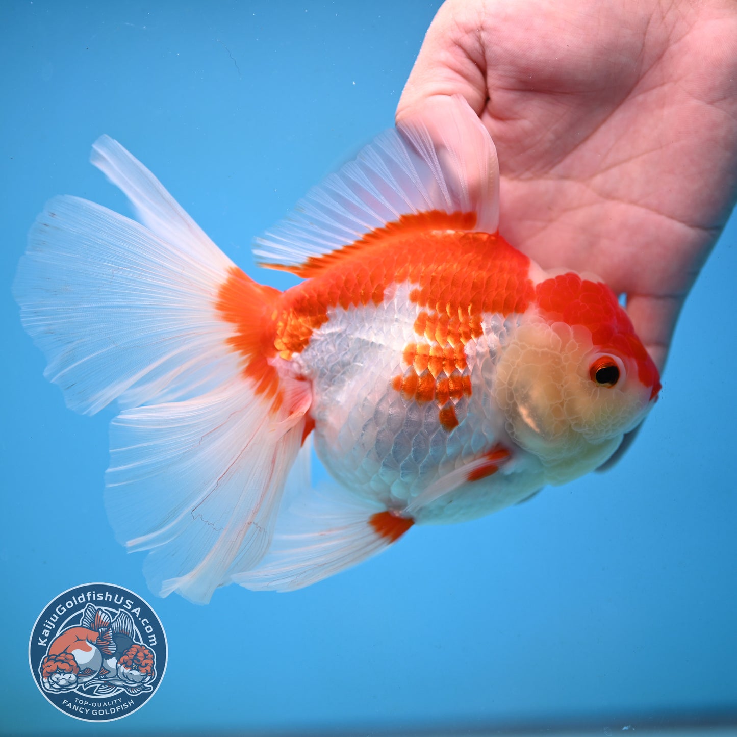 Red White Orchid Tail Oranda 4.5 inch Body (251003_OR16)