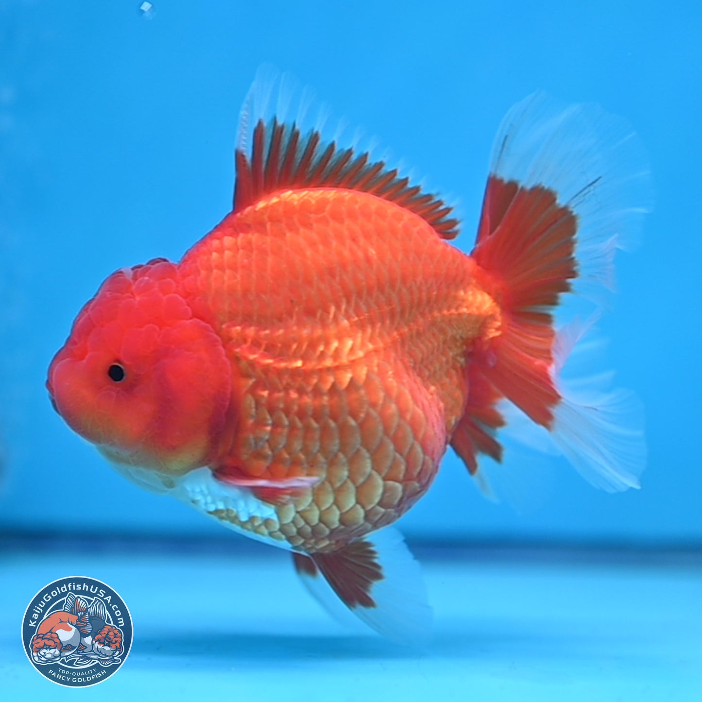 Classic Red Rose Tail Oranda 4.5 inches - Female (241115_OR16) - Kaiju Goldfish USA