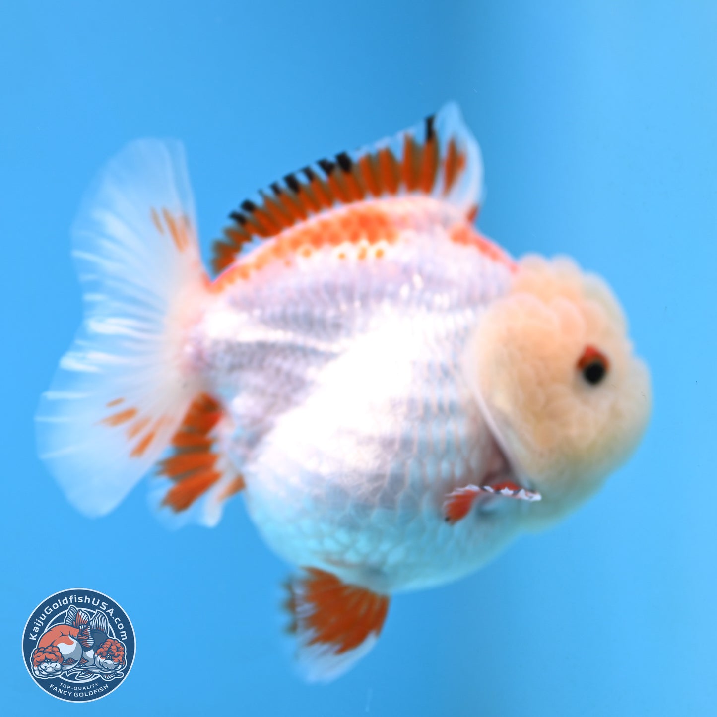 Red White YuanBao Oranda 3.25 inches Body - Female (250103_OR16) - Kaiju Goldfish USA