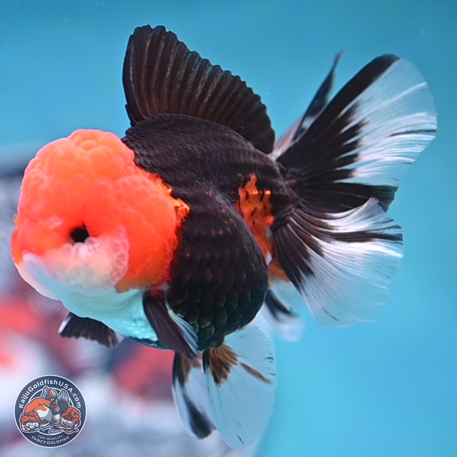 Tricolor Rose Tail Oranda 4 inches (241025_OR16) - Kaiju Goldfish USA