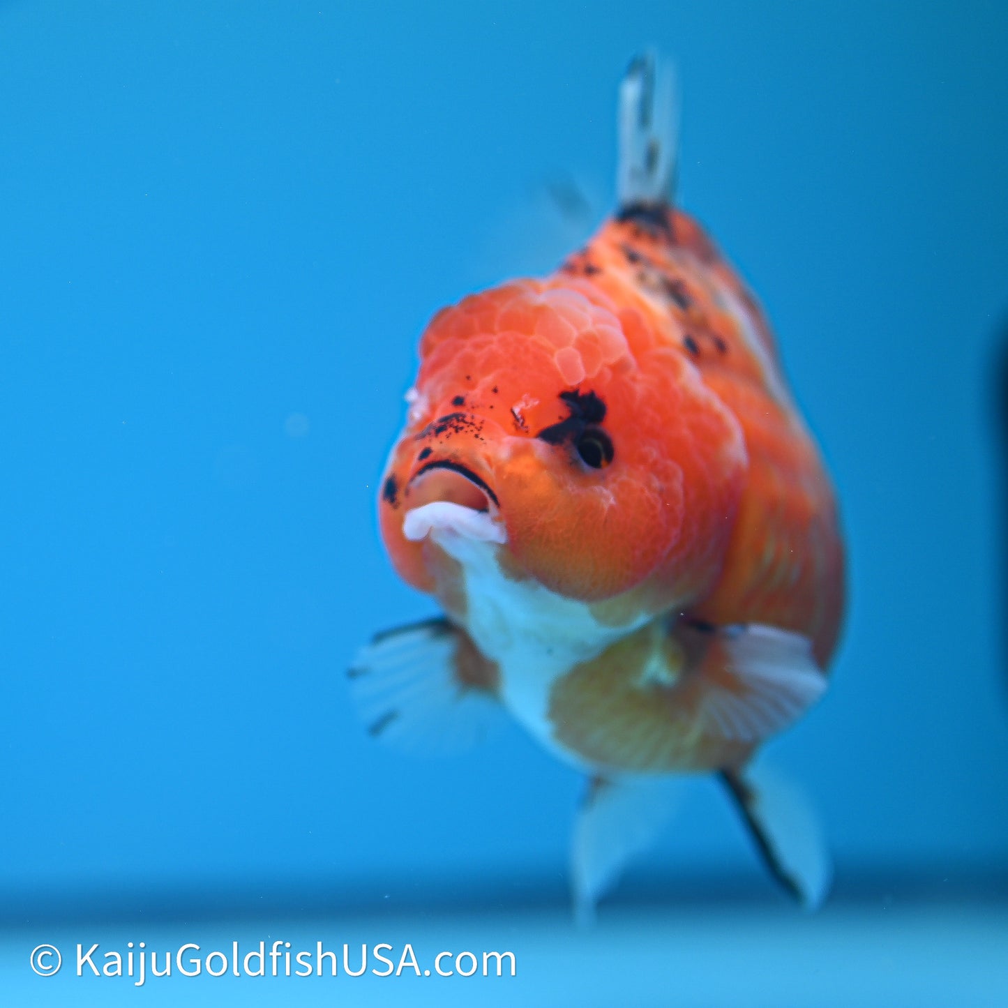 Shogun Godzilla Tricolor Sakura Oranda 4in Body (240614_OR16) - Kaiju Goldfish USA