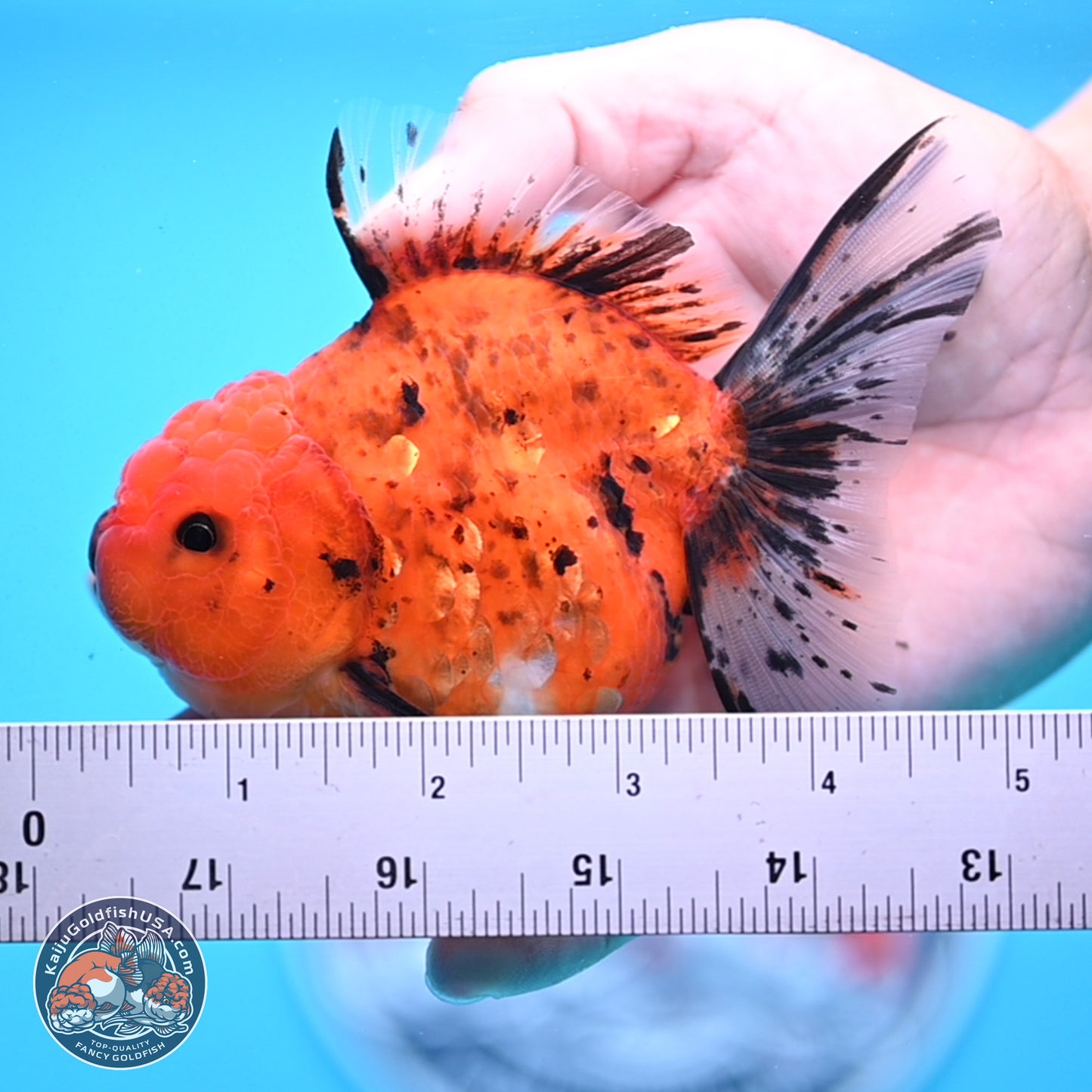 Shogun Tiger Oranda 3.5in Body (240802_OR16) - Kaiju Goldfish USA