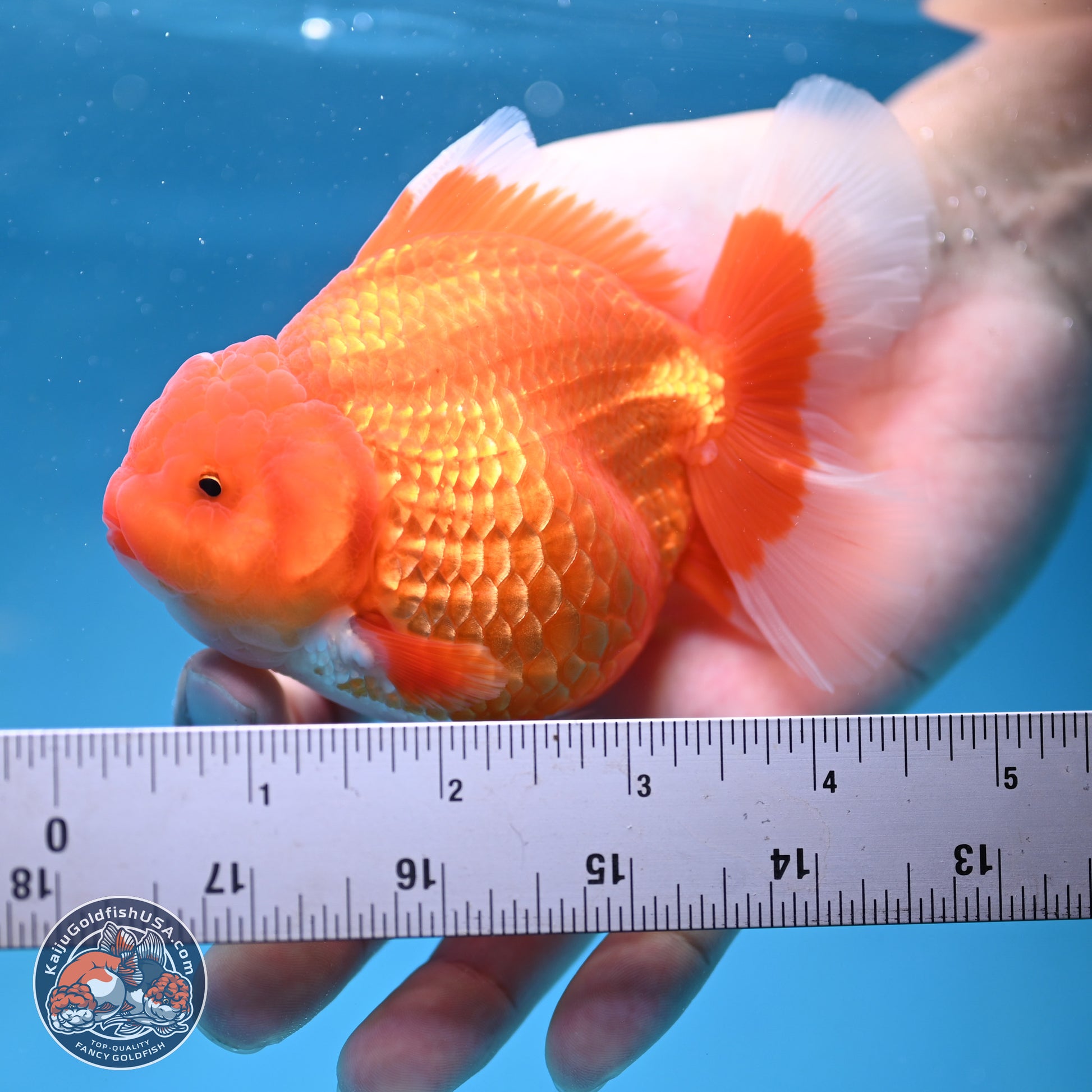 Classic Red Rose Tail Oranda 4.5 inches - Female (241115_OR16) - Kaiju Goldfish USA