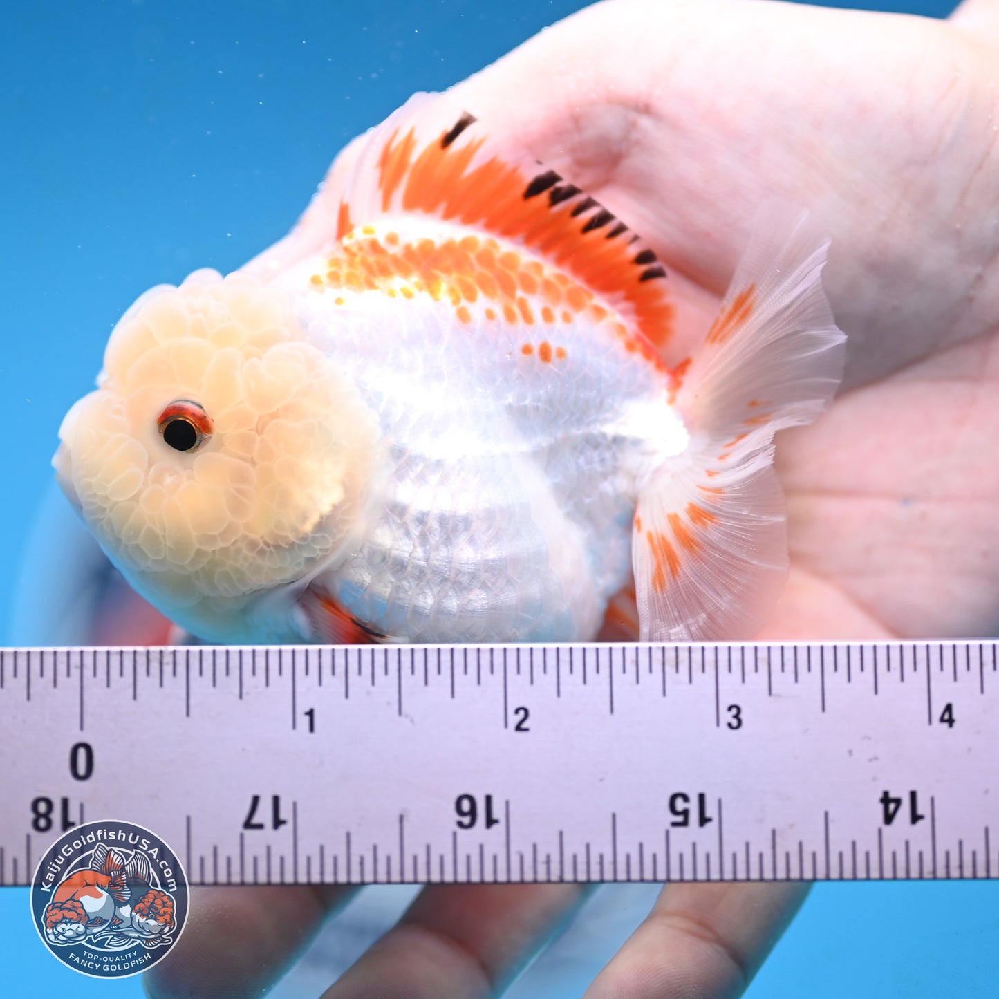 Red White YuanBao Oranda 3.25 inches Body - Female (250103_OR16) - Kaiju Goldfish USA