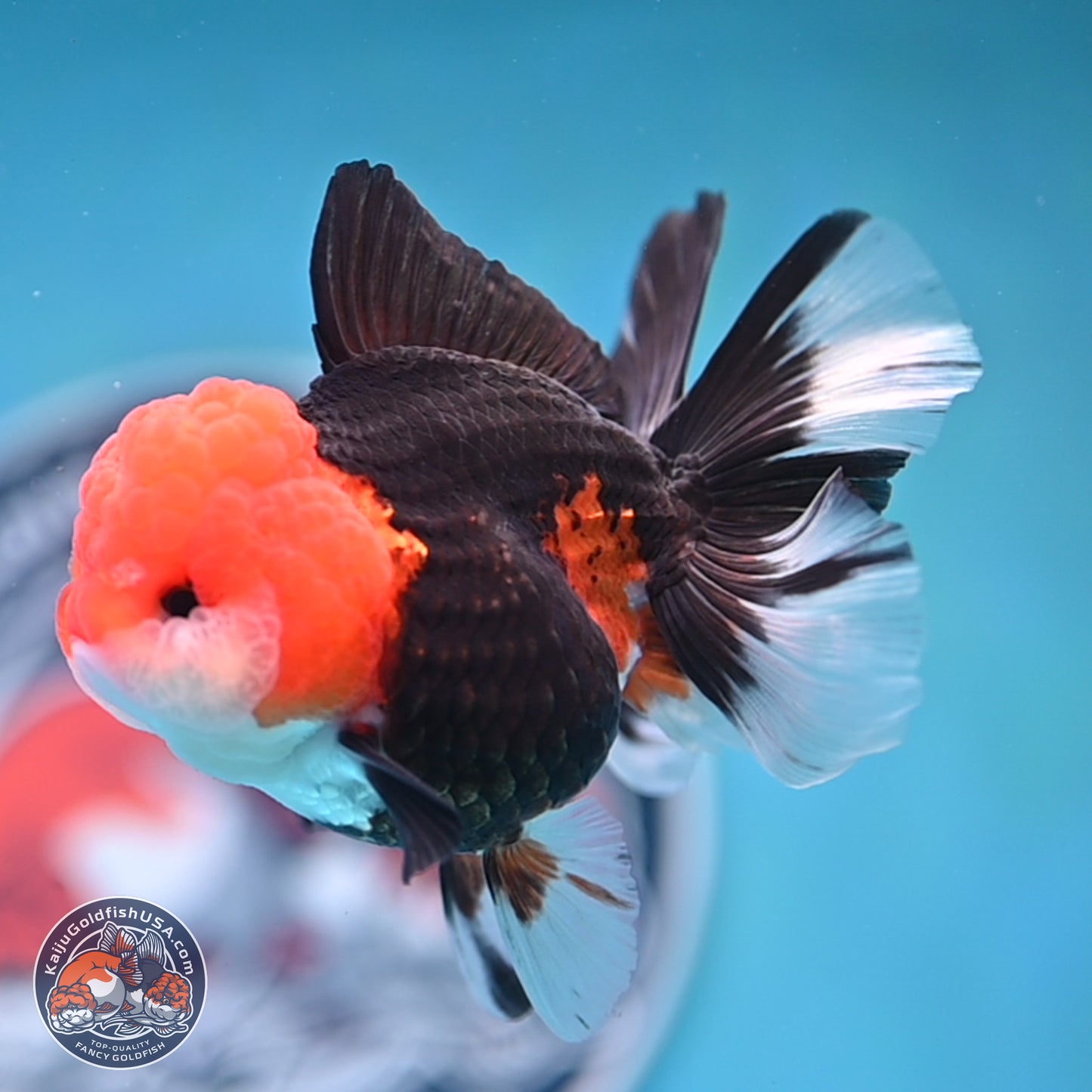 Tricolor Rose Tail Oranda 4 inches (241025_OR16) - Kaiju Goldfish USA