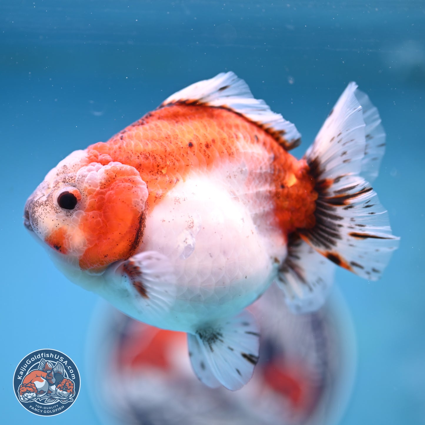 Shogun Tricolor Sakura Oranda 4 inches Body - Female(250131_OR16)