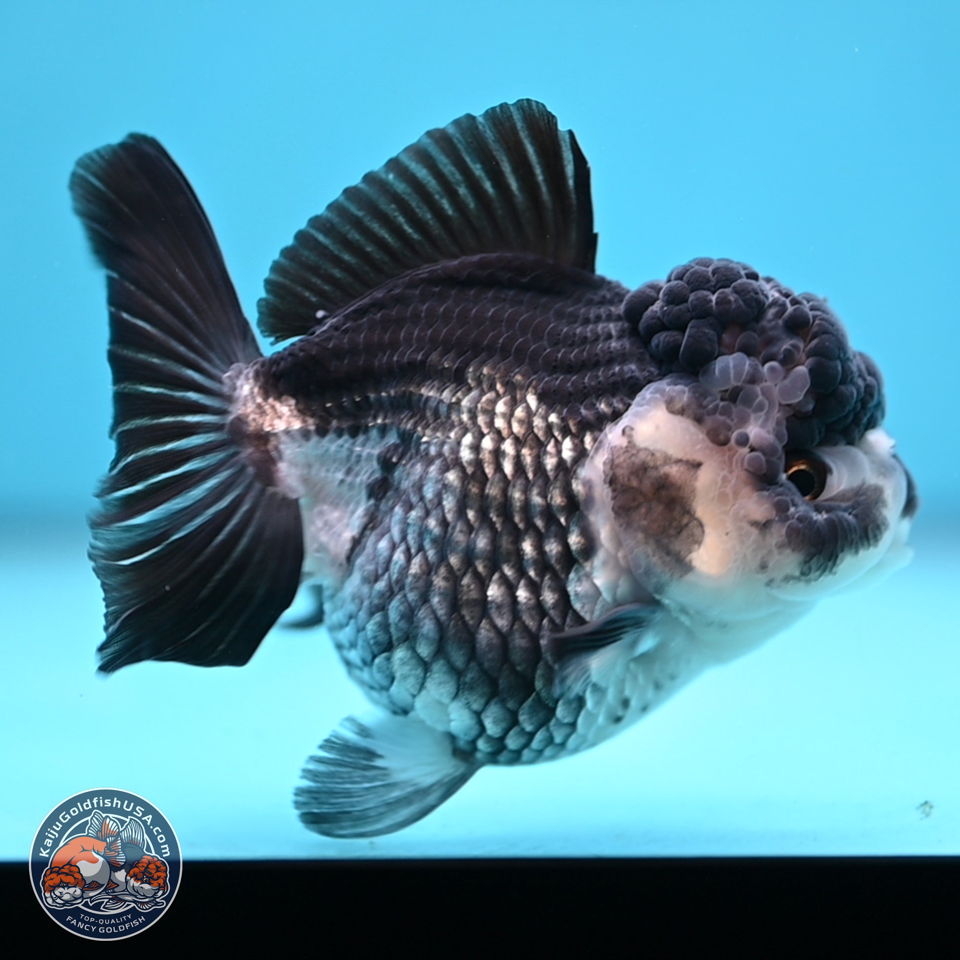 Panda YuanBao Oranda 4.5 inches - Female (241122_OR16) - Kaiju Goldfish USA