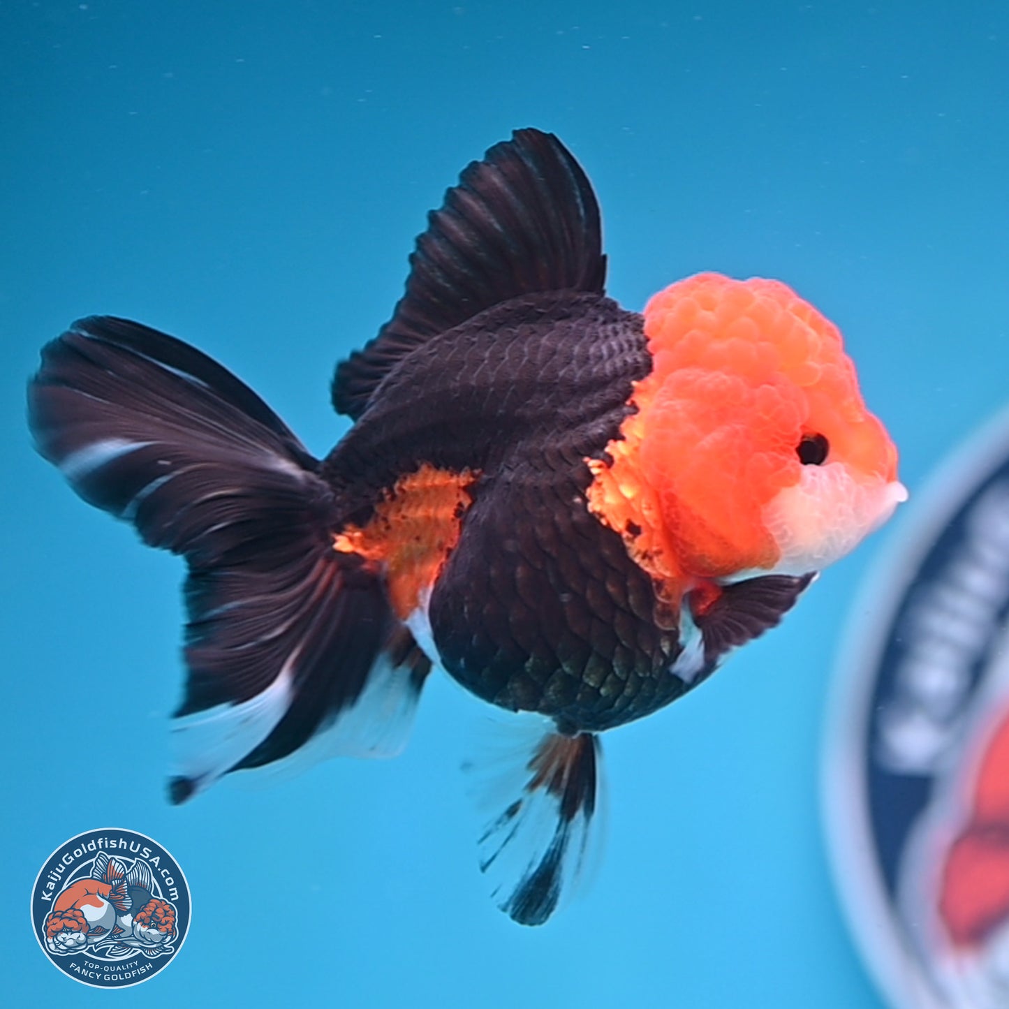 Tricolor Rose Tail Oranda 4 inches (241025_OR16) - Kaiju Goldfish USA