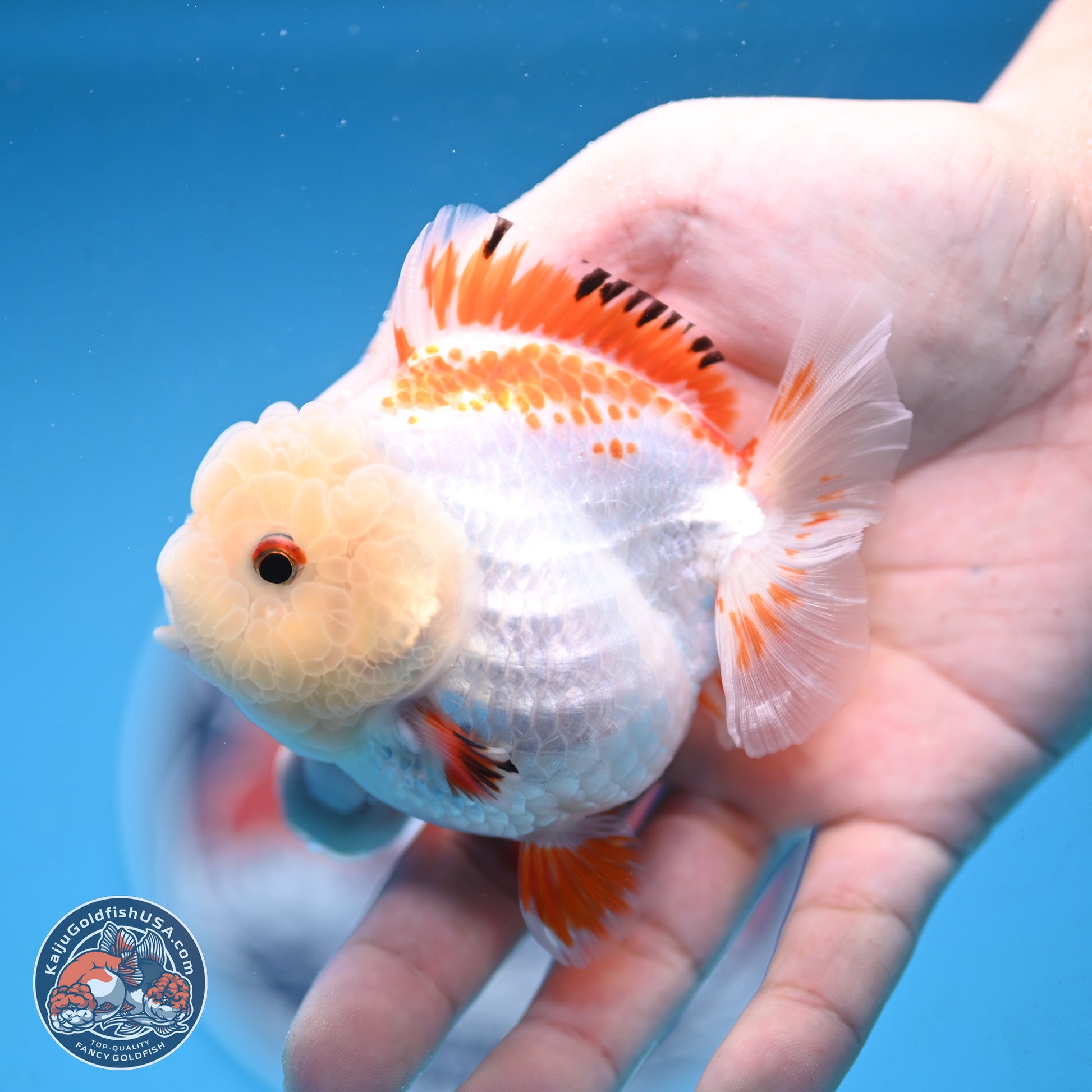 Red White YuanBao Oranda 3.25 inches Body - Female (250103_OR16) - Kaiju Goldfish USA