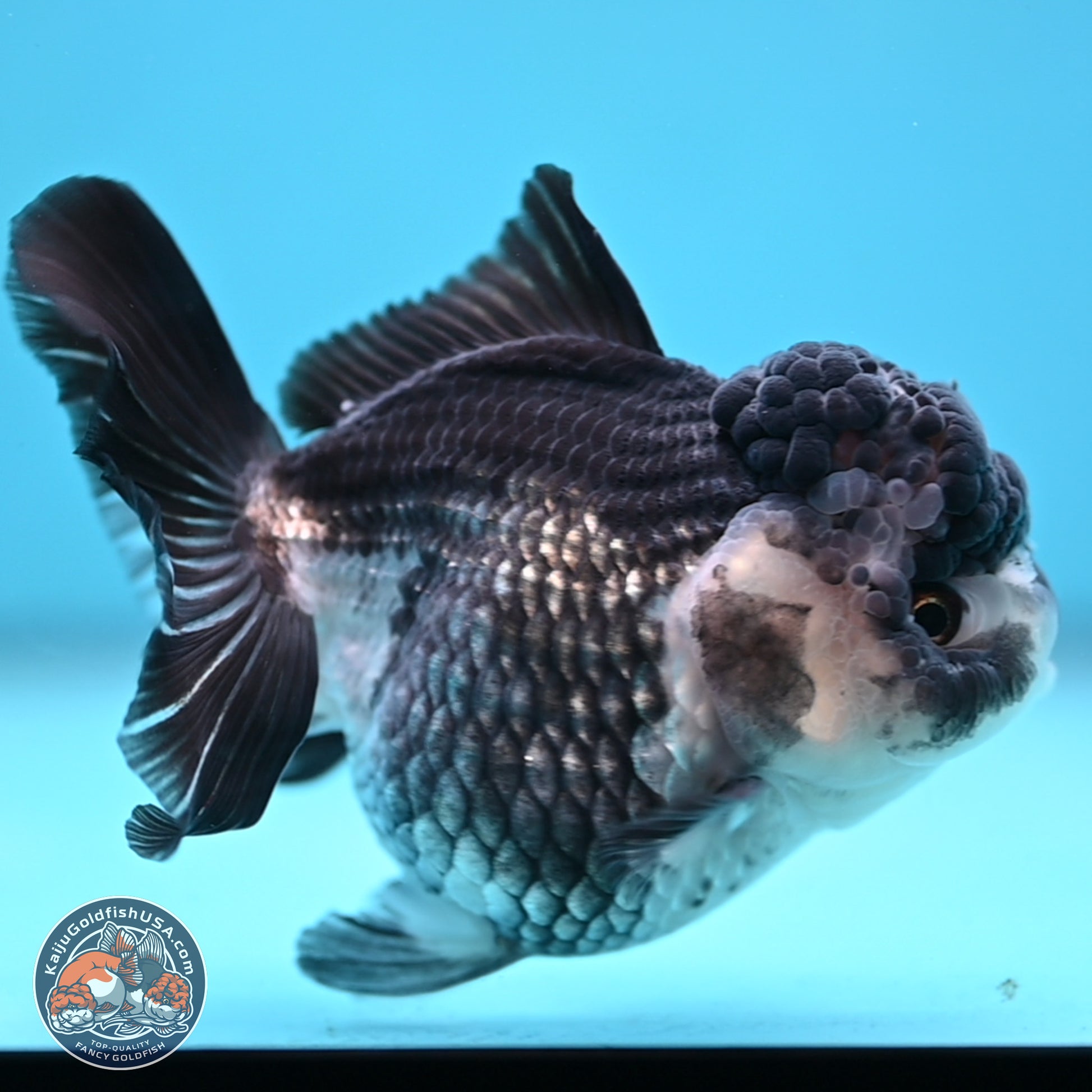 Panda YuanBao Oranda 4.5 inches - Female (241122_OR16) - Kaiju Goldfish USA