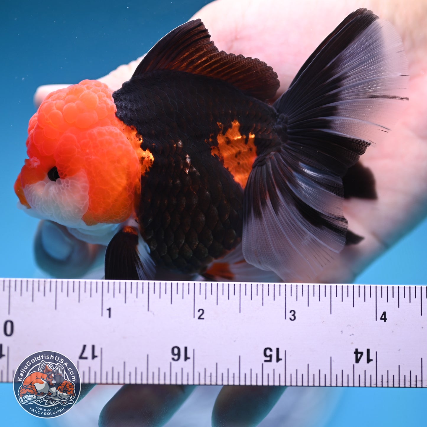 Tricolor Rose Tail Oranda 4 inches (241025_OR16) - Kaiju Goldfish USA