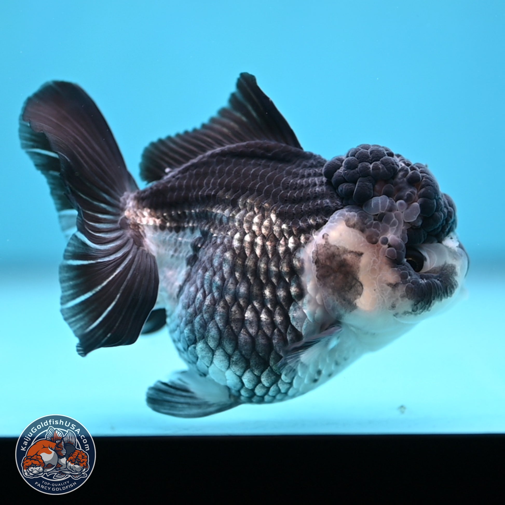 Panda YuanBao Oranda 4.5 inches - Female (241122_OR16) - Kaiju Goldfish USA