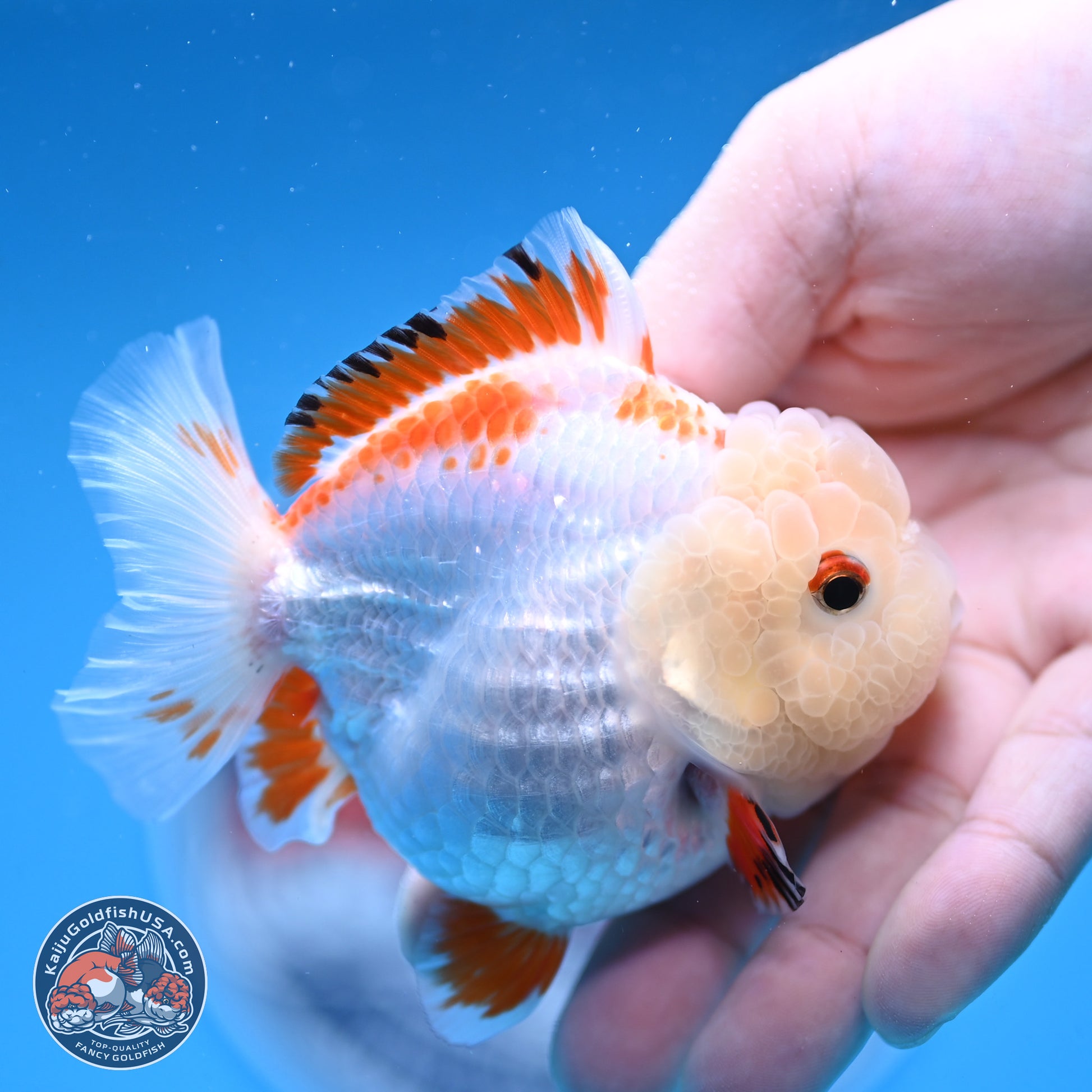 Red White YuanBao Oranda 3.25 inches Body - Female (250103_OR16) - Kaiju Goldfish USA