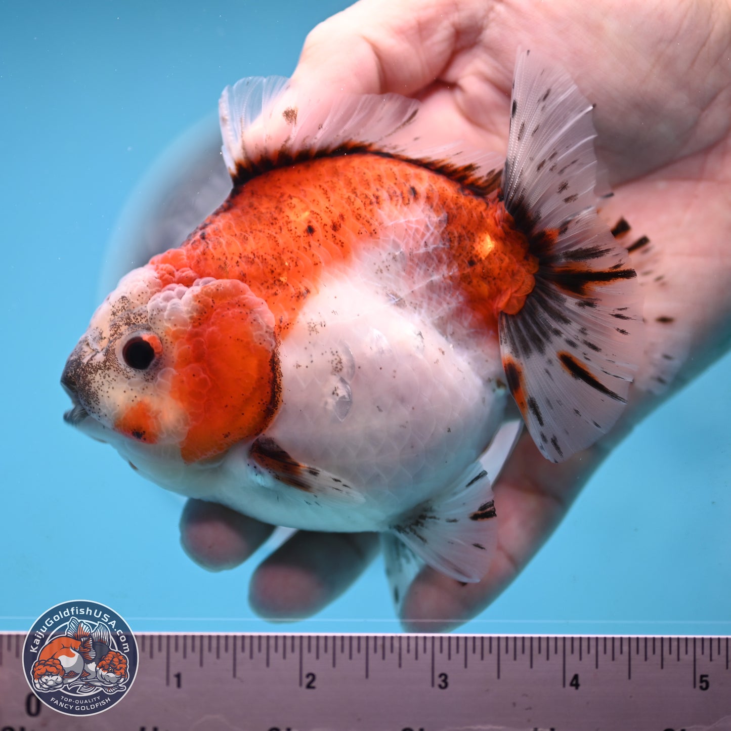 Shogun Tricolor Sakura Oranda 4 inches Body - Female(250131_OR16)