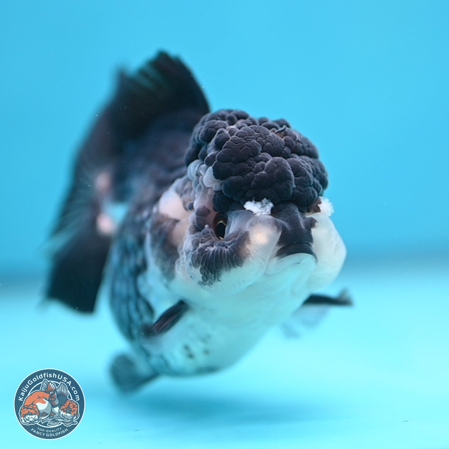 Panda YuanBao Oranda 4.5 inches - Female (241122_OR16) - Kaiju Goldfish USA