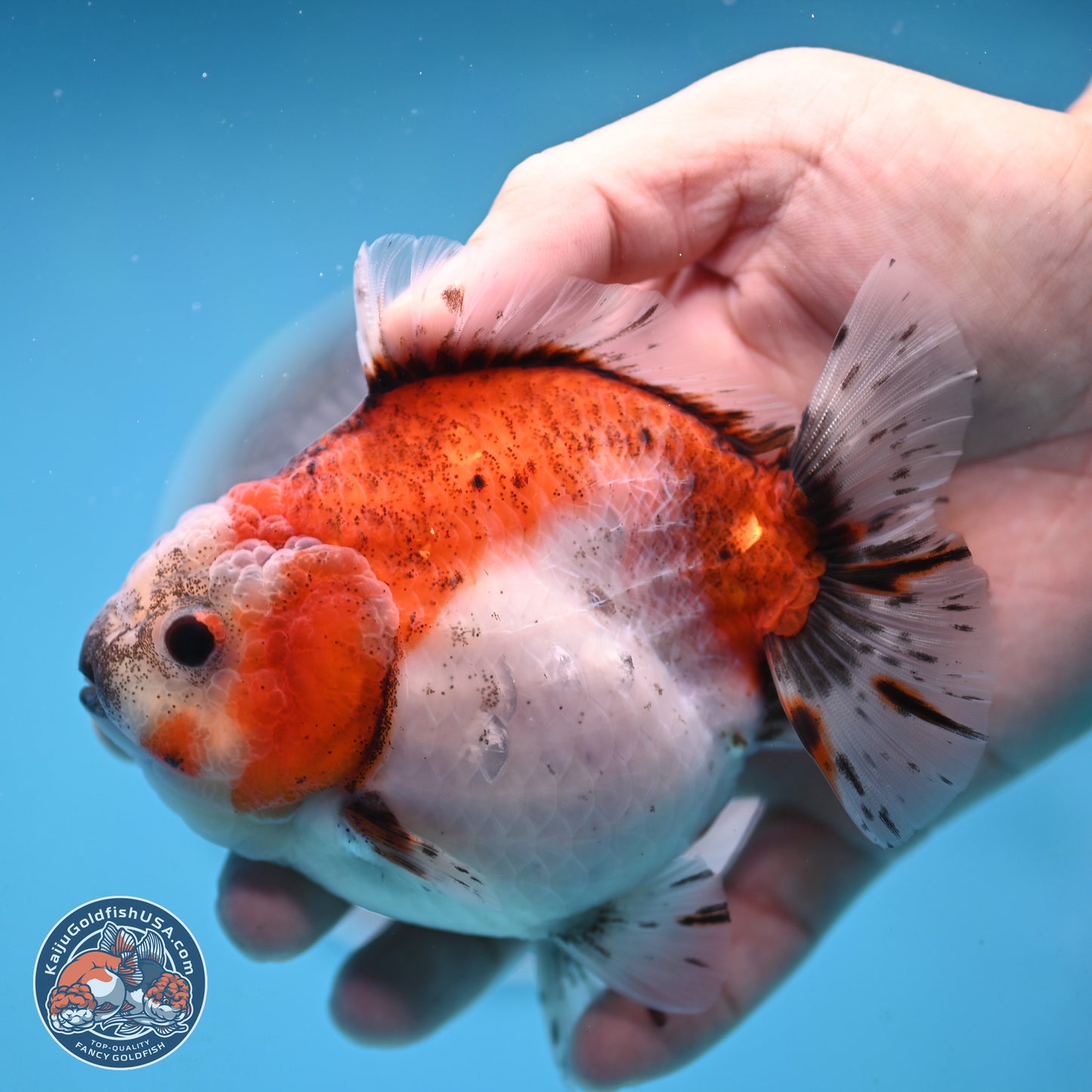 Shogun Tricolor Sakura Oranda 4 inches Body - Female(250131_OR16)