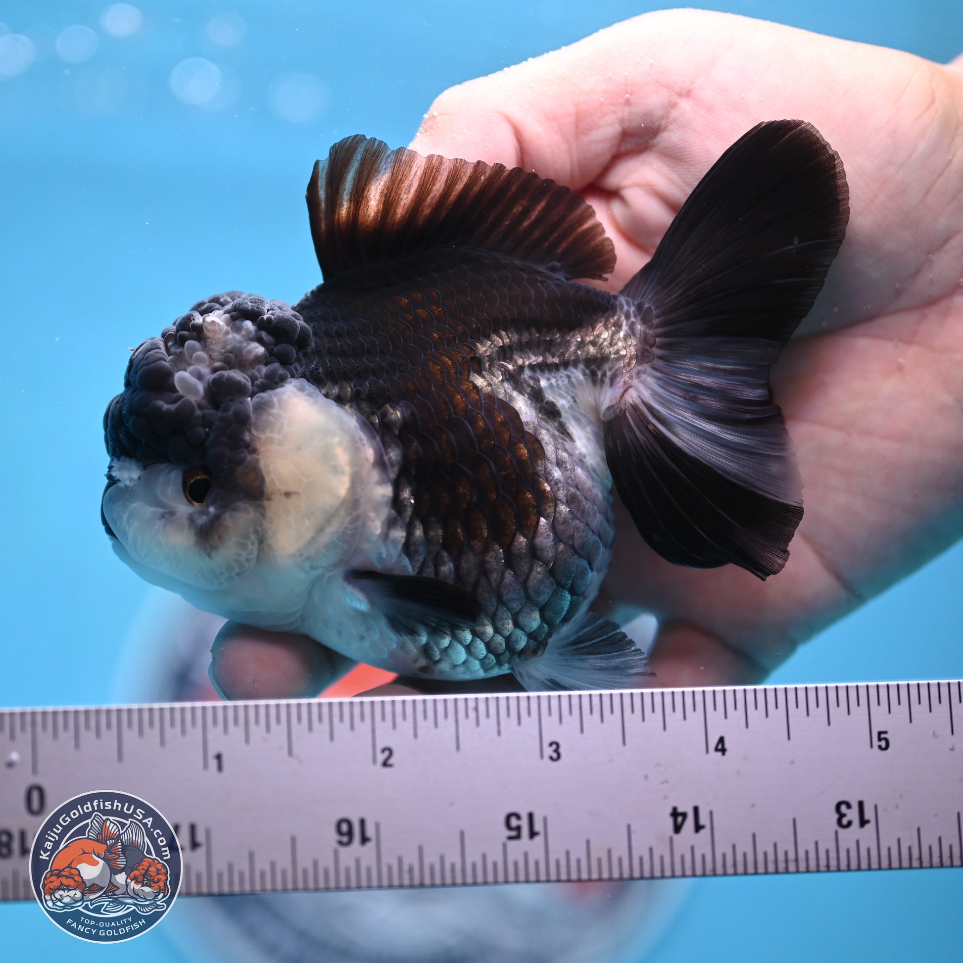 Panda YuanBao Oranda 4.5 inches - Female (241122_OR16) - Kaiju Goldfish USA