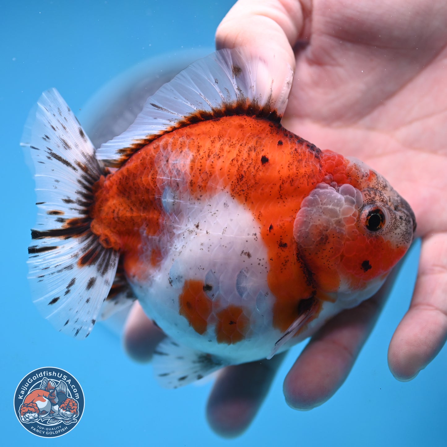 Shogun Tricolor Sakura Oranda 4 inches Body - Female(250131_OR16)