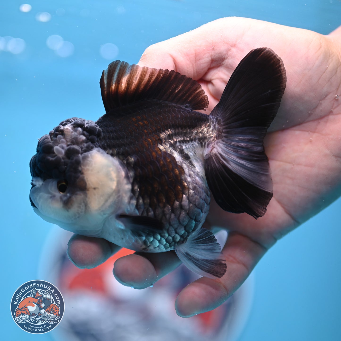 Panda YuanBao Oranda 4.5 inches - Female (241122_OR16) - Kaiju Goldfish USA