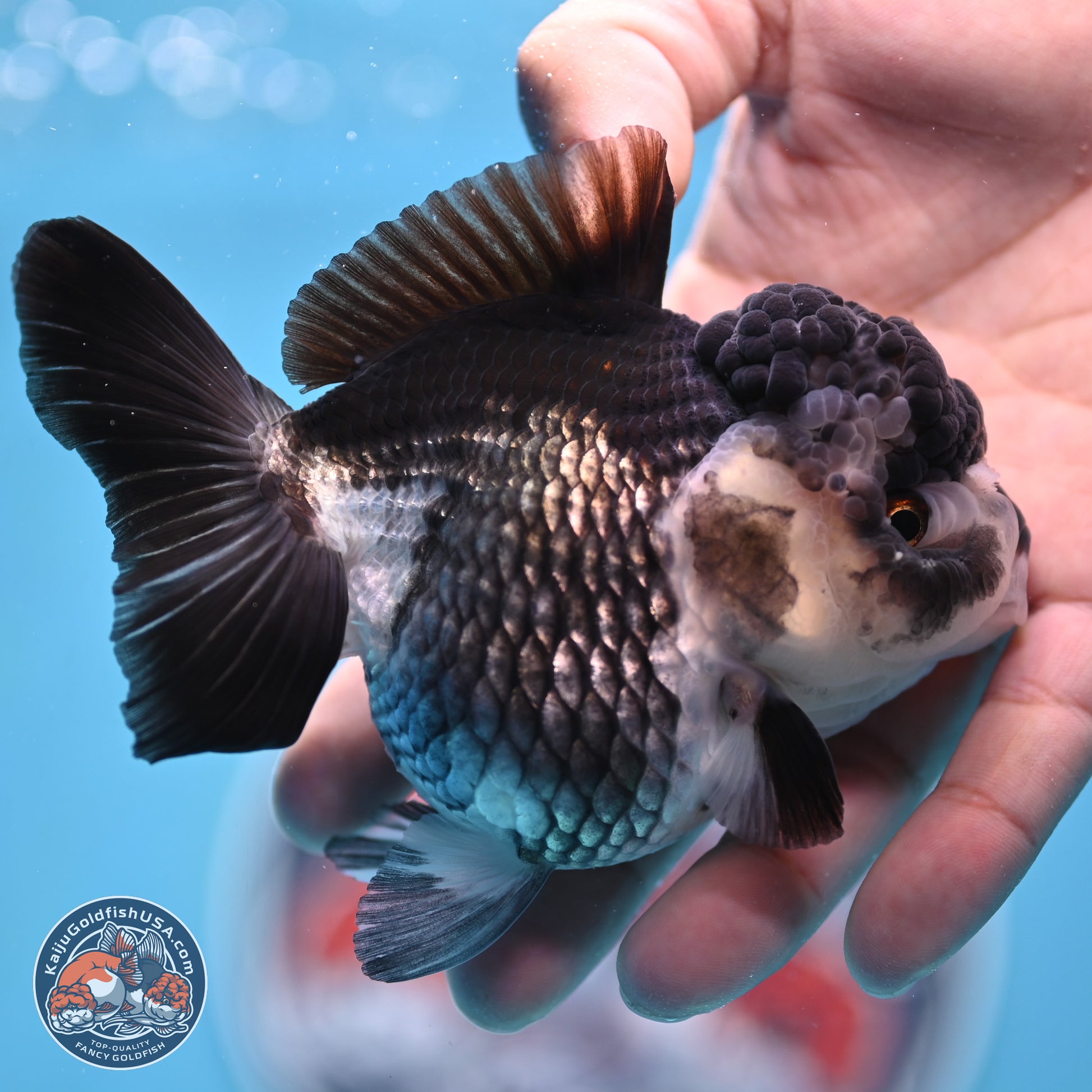 Panda YuanBao Oranda 4.5 inches - Female (241122_OR16) - Kaiju Goldfish USA