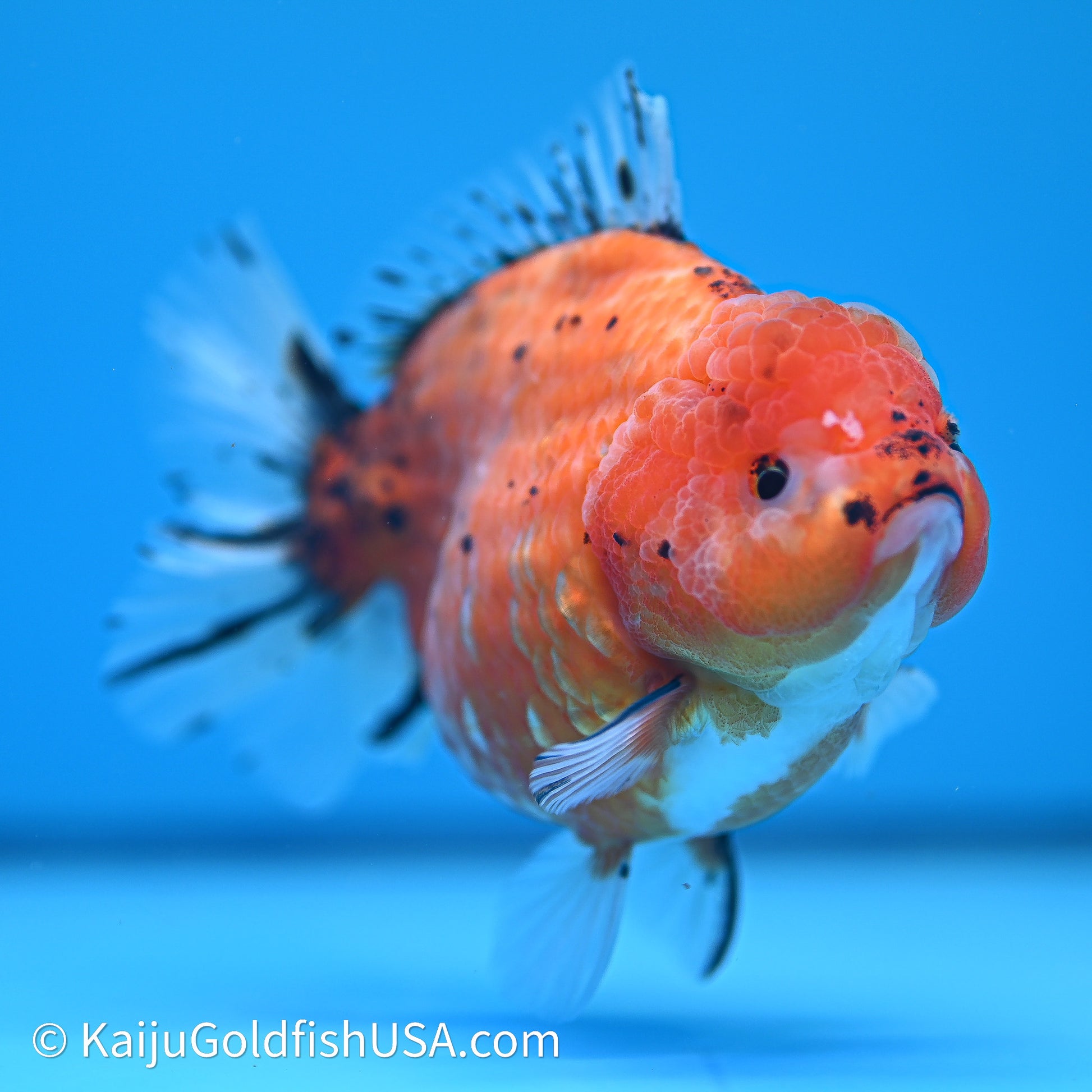 Shogun Godzilla Tricolor Sakura Oranda 4in Body (240614_OR16) - Kaiju Goldfish USA