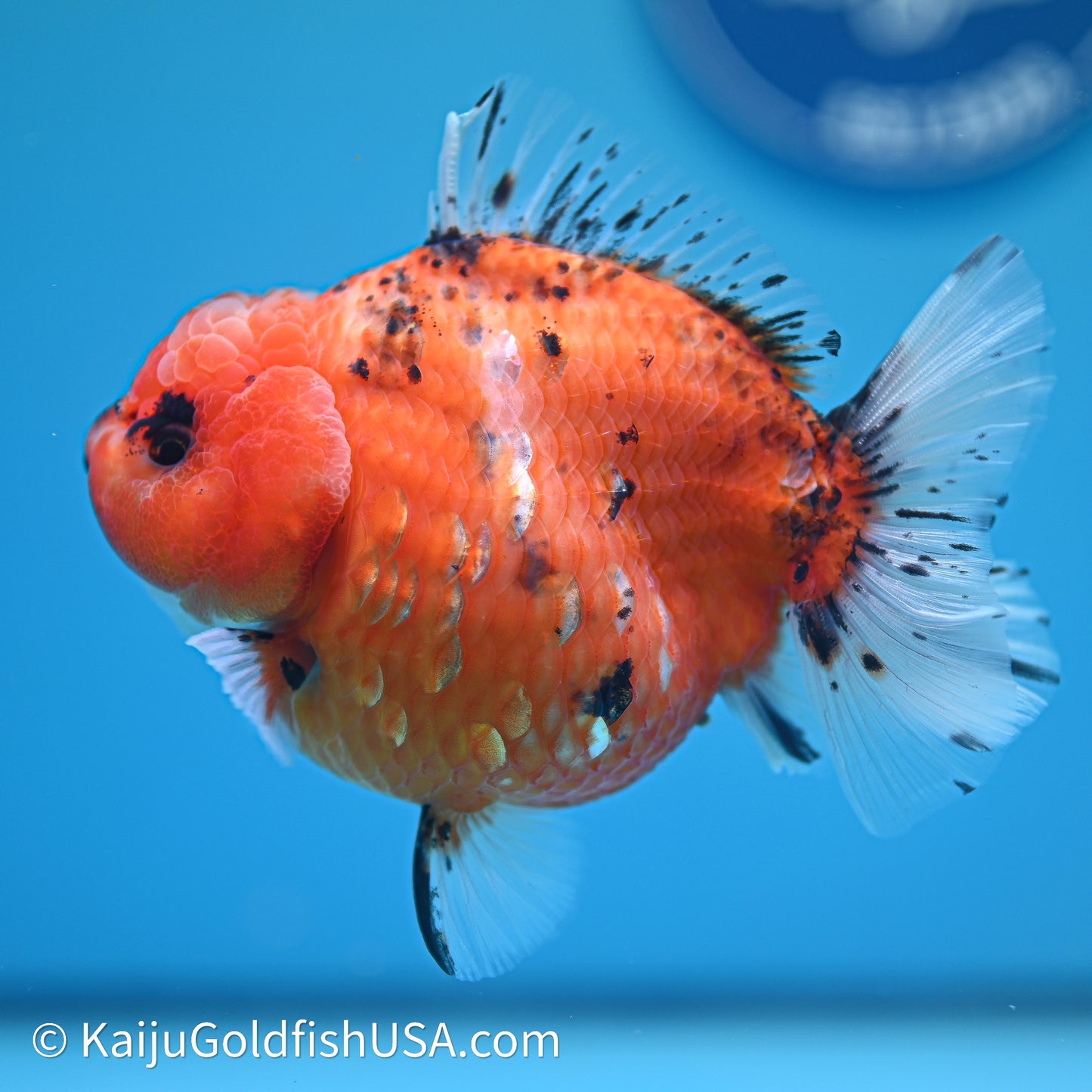 Shogun Godzilla Tricolor Sakura Oranda 4in Body (240614_OR16) - Kaiju Goldfish USA