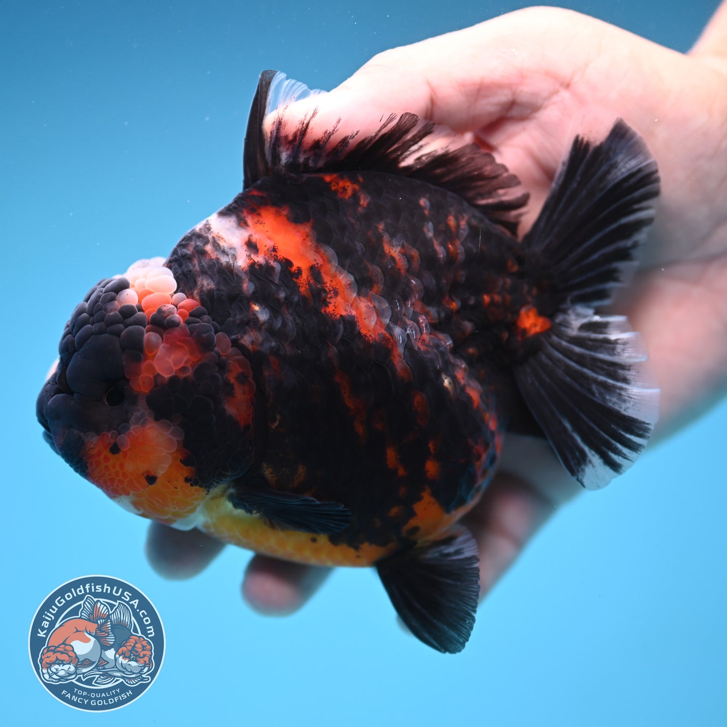 Heavy Ink Tiger Oranda 4 inch Body (250905_OR16)