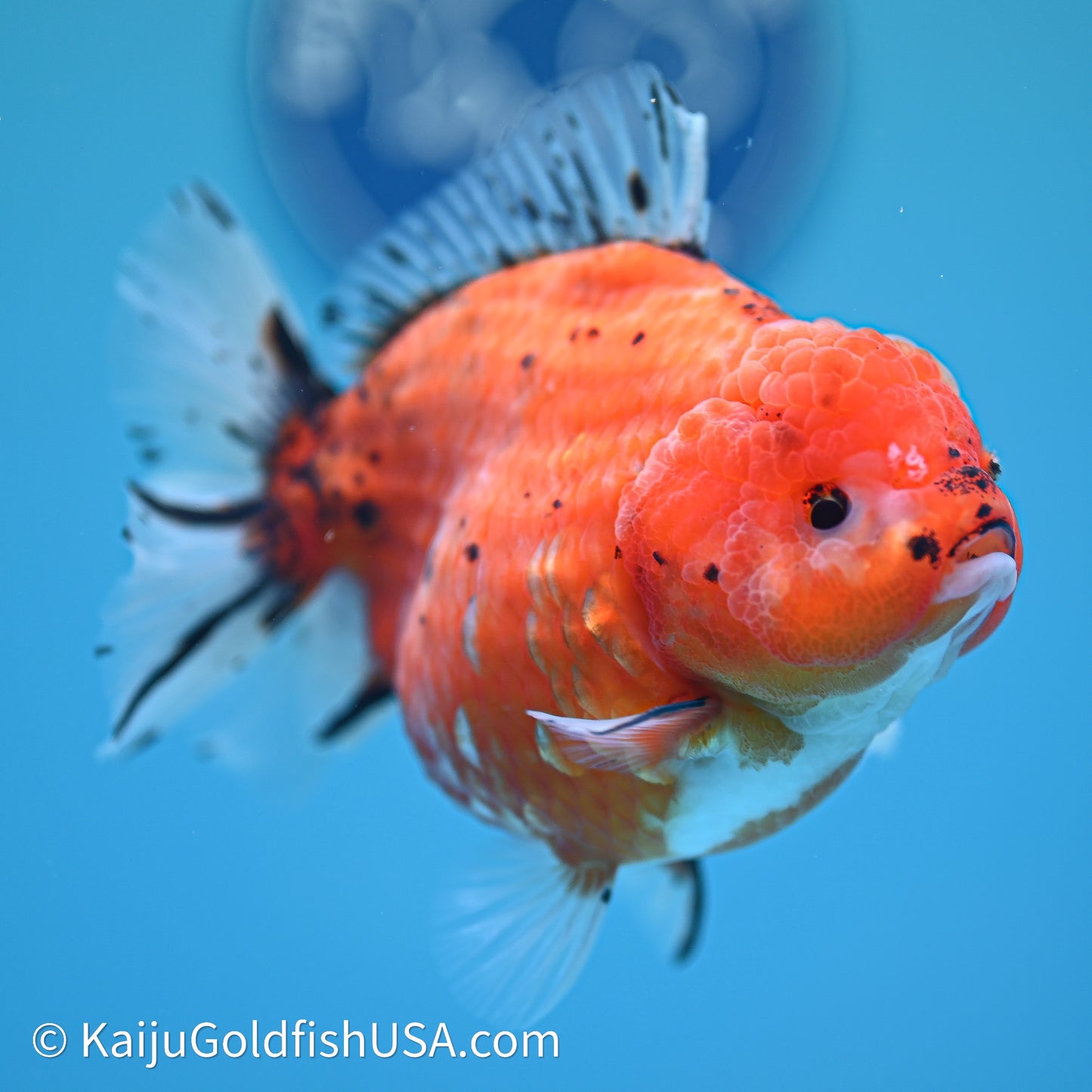 Shogun Godzilla Tricolor Sakura Oranda 4in Body (240614_OR16) - Kaiju Goldfish USA