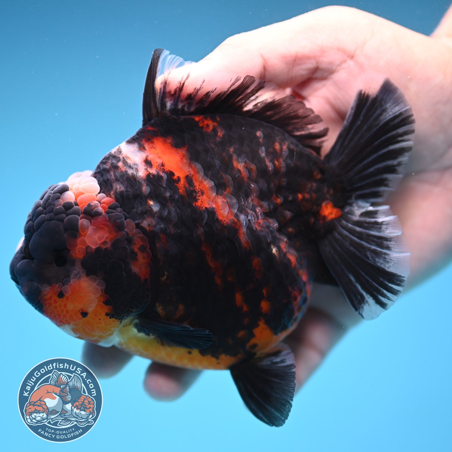 Heavy Ink Tiger Oranda 4 inch Body (250905_OR16)