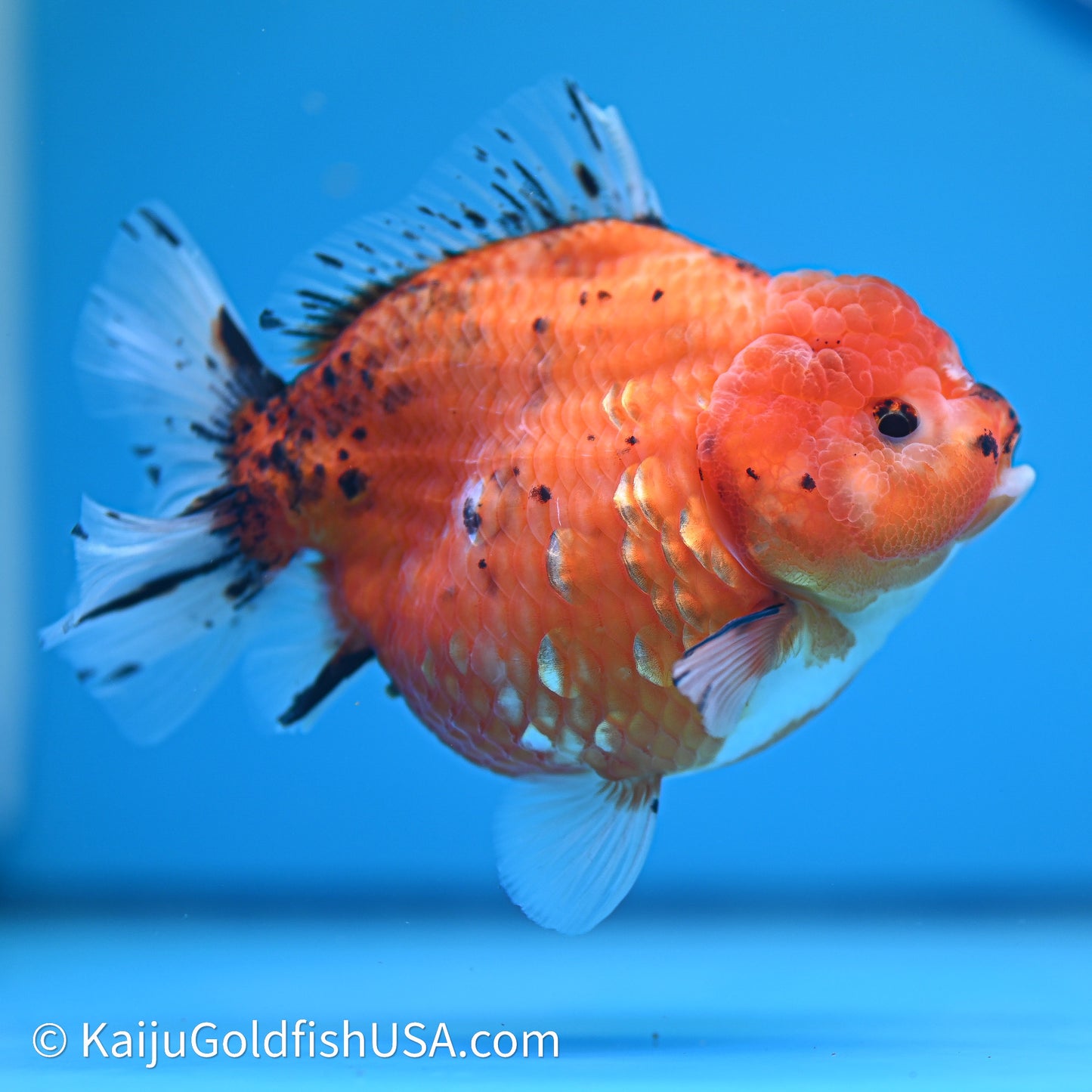 Shogun Godzilla Tricolor Sakura Oranda 4in Body (240614_OR16) - Kaiju Goldfish USA