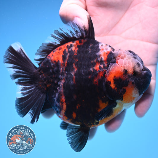 Heavy Ink Tiger Oranda 4 inch Body (250905_OR16)