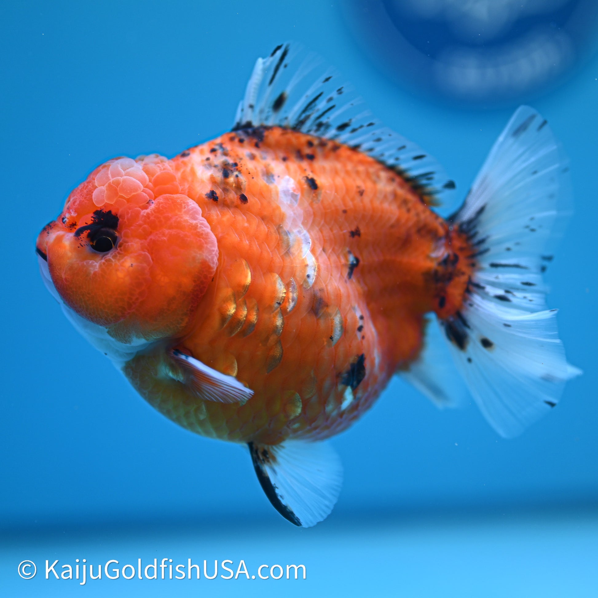 Shogun Godzilla Tricolor Sakura Oranda 4in Body (240614_OR16) - Kaiju Goldfish USA