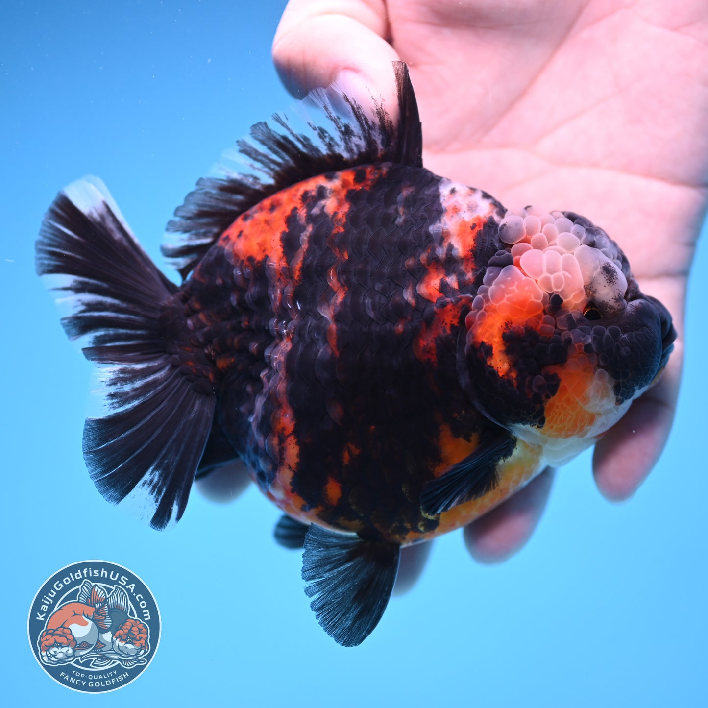 Heavy Ink Tiger Oranda 4 inch Body (250905_OR16)