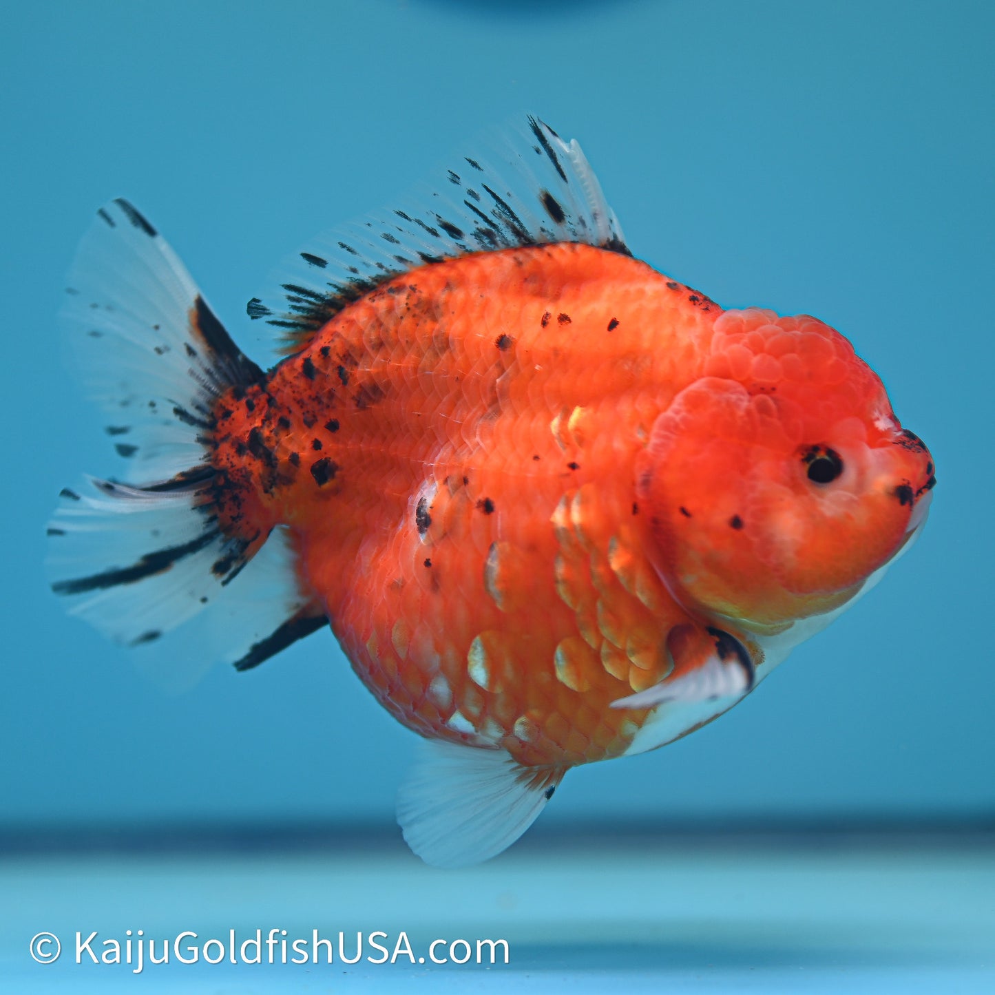 Shogun Godzilla Tricolor Sakura Oranda 4in Body (240614_OR16) - Kaiju Goldfish USA