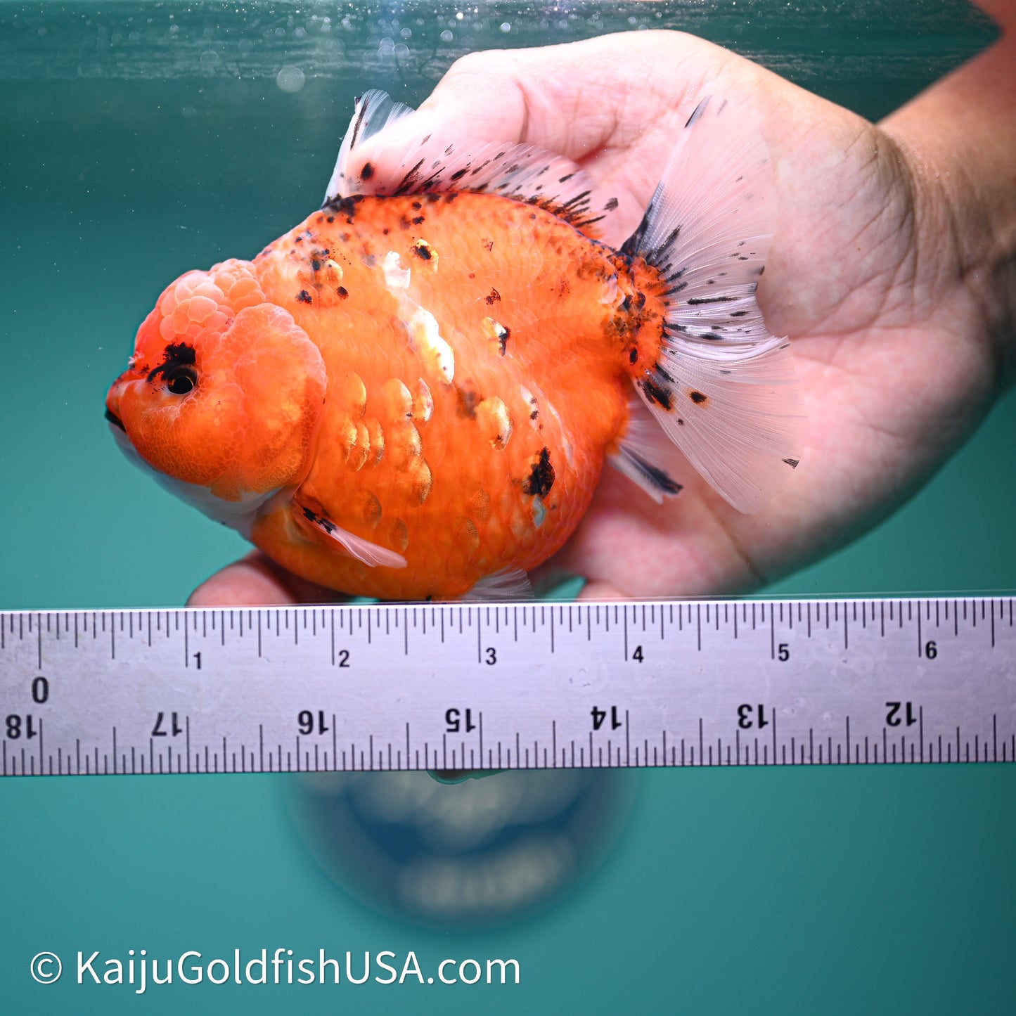 Shogun Godzilla Tricolor Sakura Oranda 4in Body (240614_OR16) - Kaiju Goldfish USA