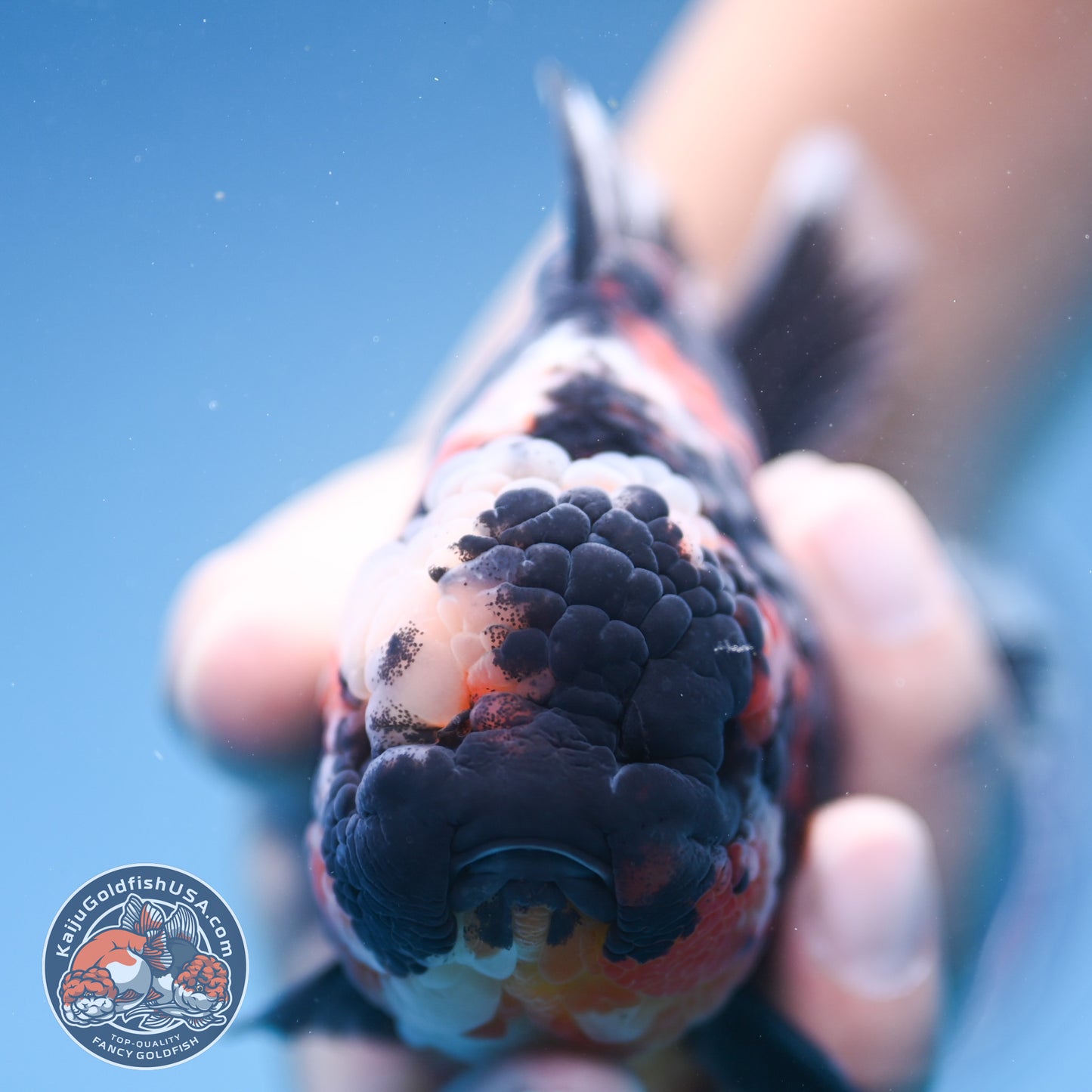 Heavy Ink Tiger Oranda 4 inch Body (250905_OR16)